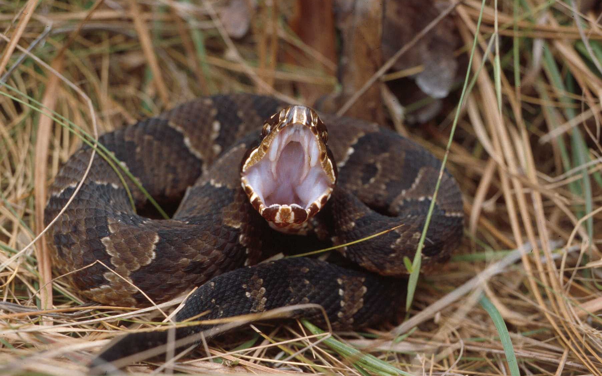 Handy-Wallpaper Schlange, Reptilien, Tiere kostenlos herunterladen.