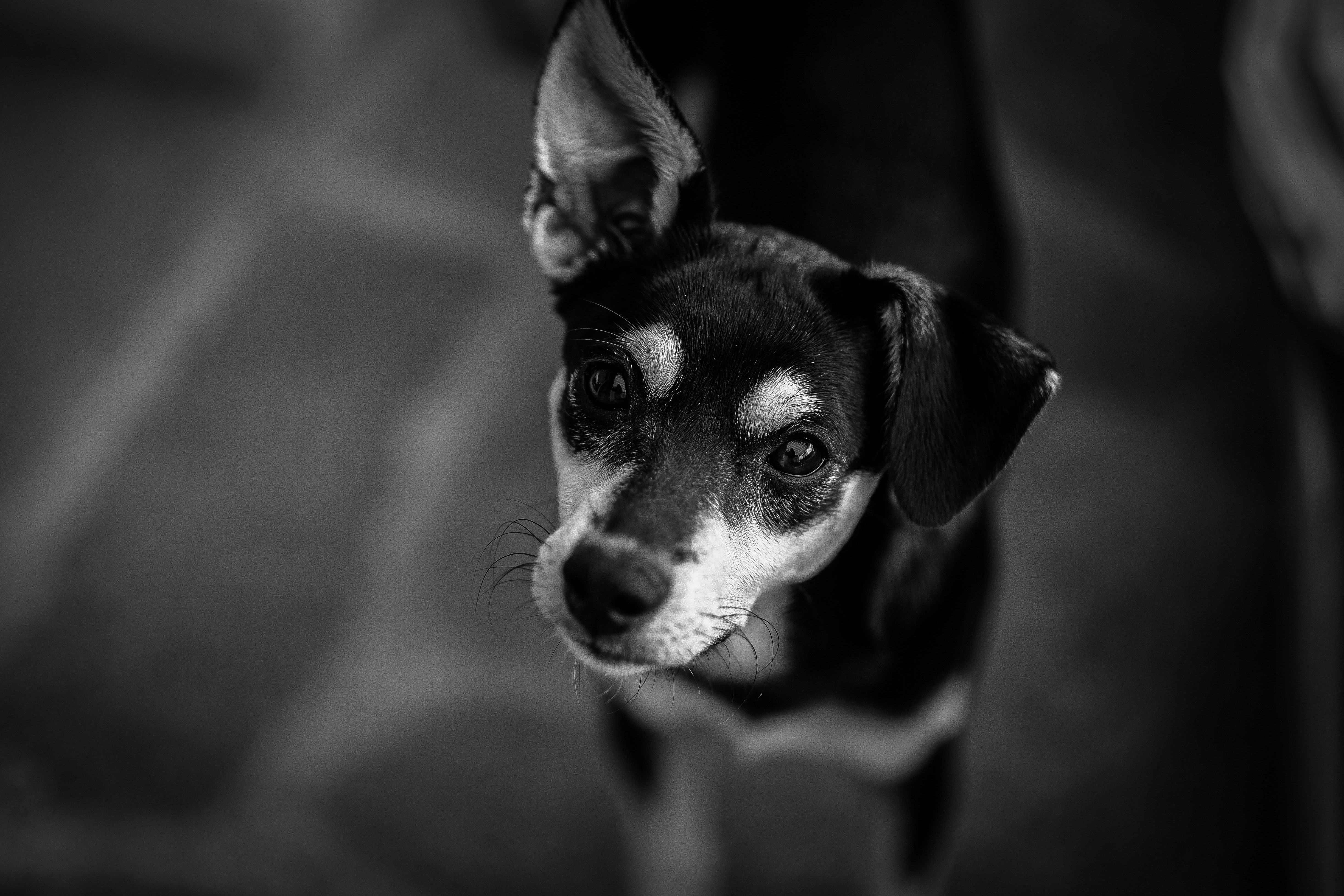 Download mobile wallpaper Dog, Muzzle, Chb, Animals, Bw for free.