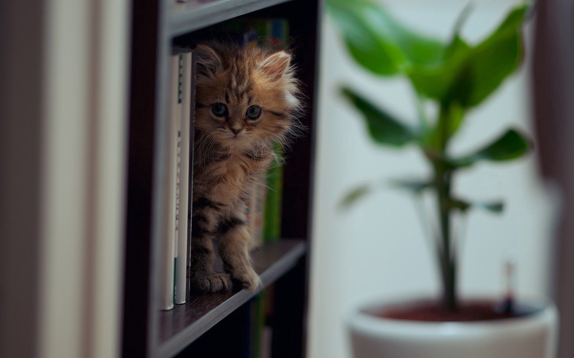 kitty, animals, kitten, playful, climb, shelf