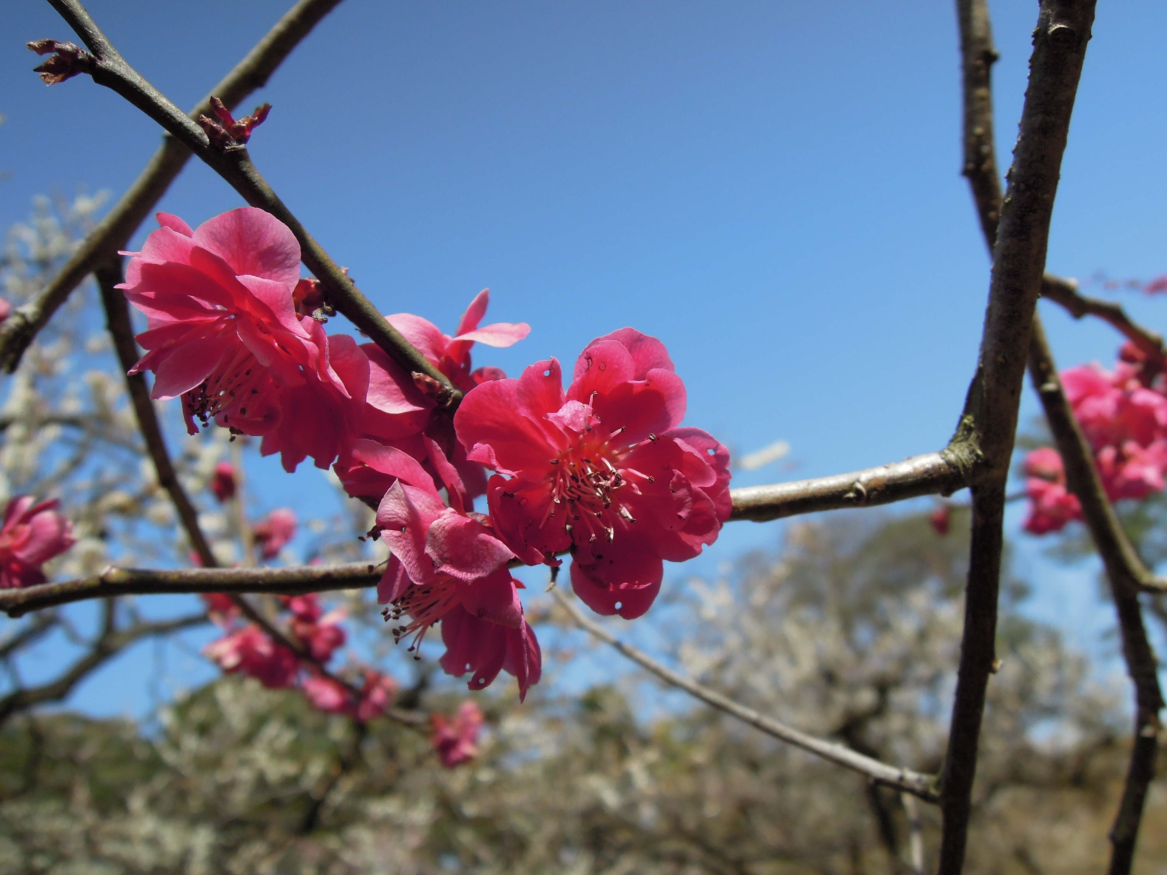 Descarga gratuita de fondo de pantalla para móvil de Flores, Flor, Tierra/naturaleza.