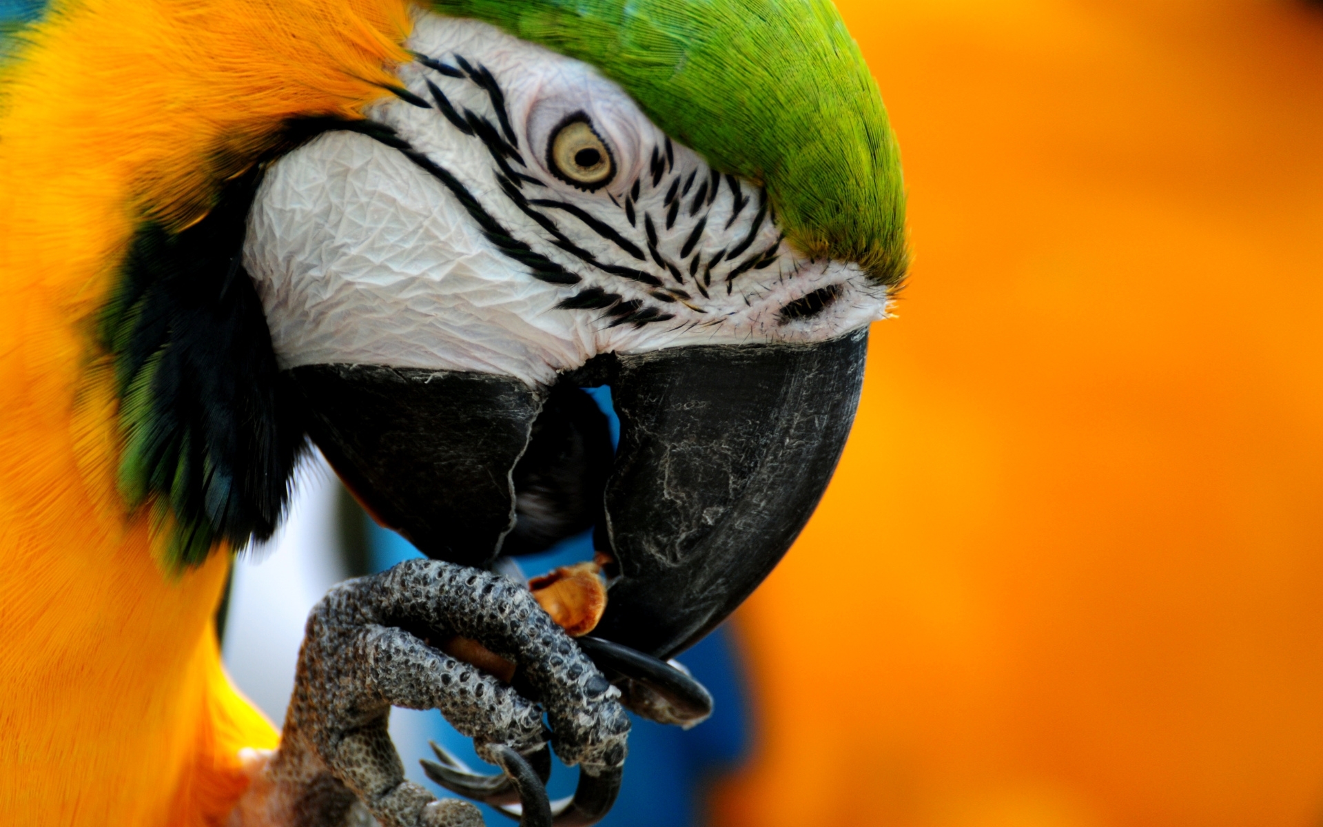 Завантажити шпалери безкоштовно Тварини, Птахи, Папуги картинка на робочий стіл ПК