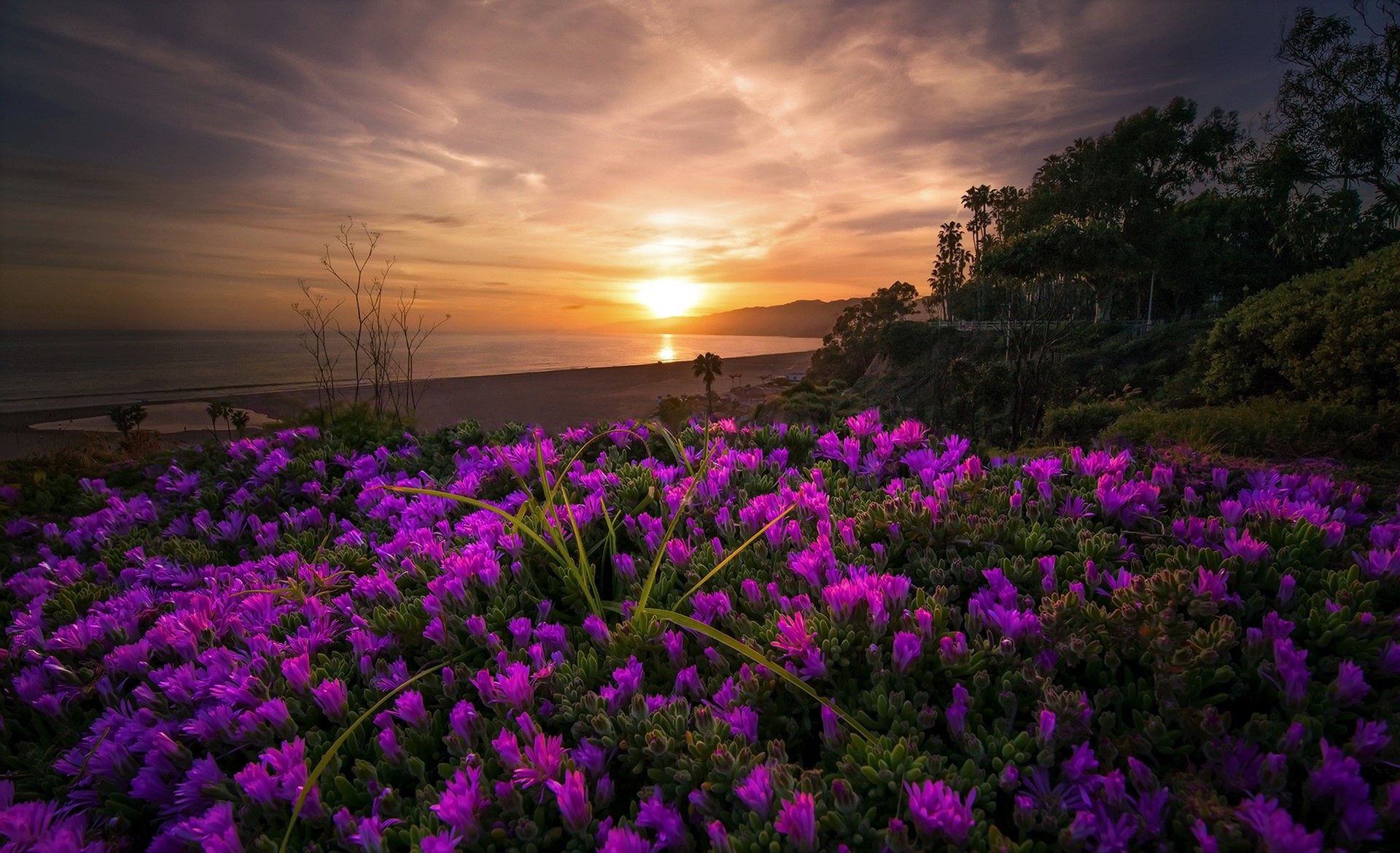 Free download wallpaper Sunset, Sea, Beach, Horizon, Flower, Coast, Ocean, Earth, Purple Flower on your PC desktop