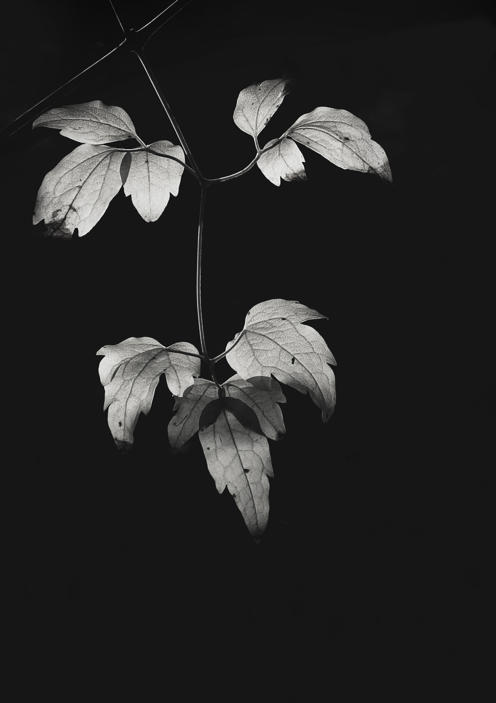 Free download wallpaper Plant, Bw, Leaves, Chb on your PC desktop