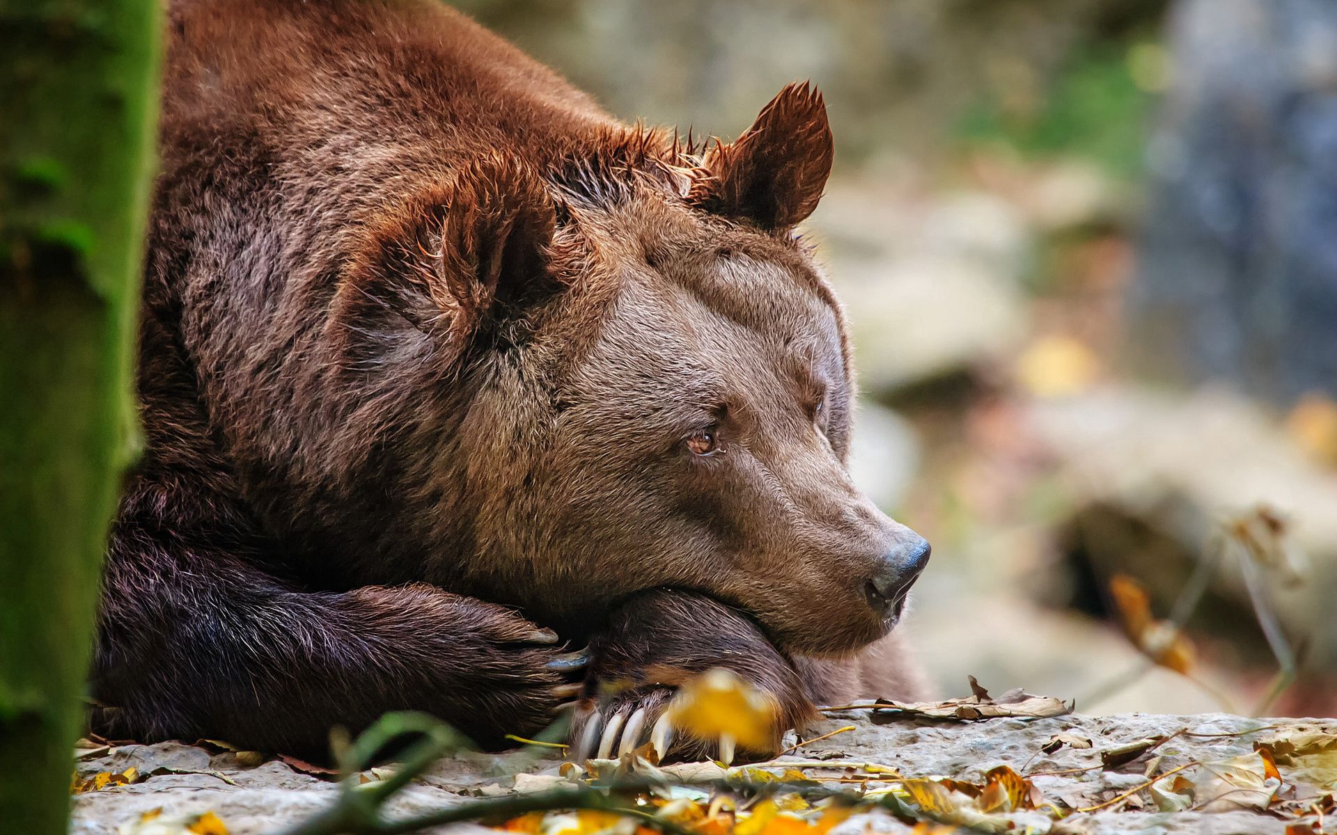 Скачать обои бесплатно Медведь, Сон, Животные, Листья картинка на рабочий стол ПК