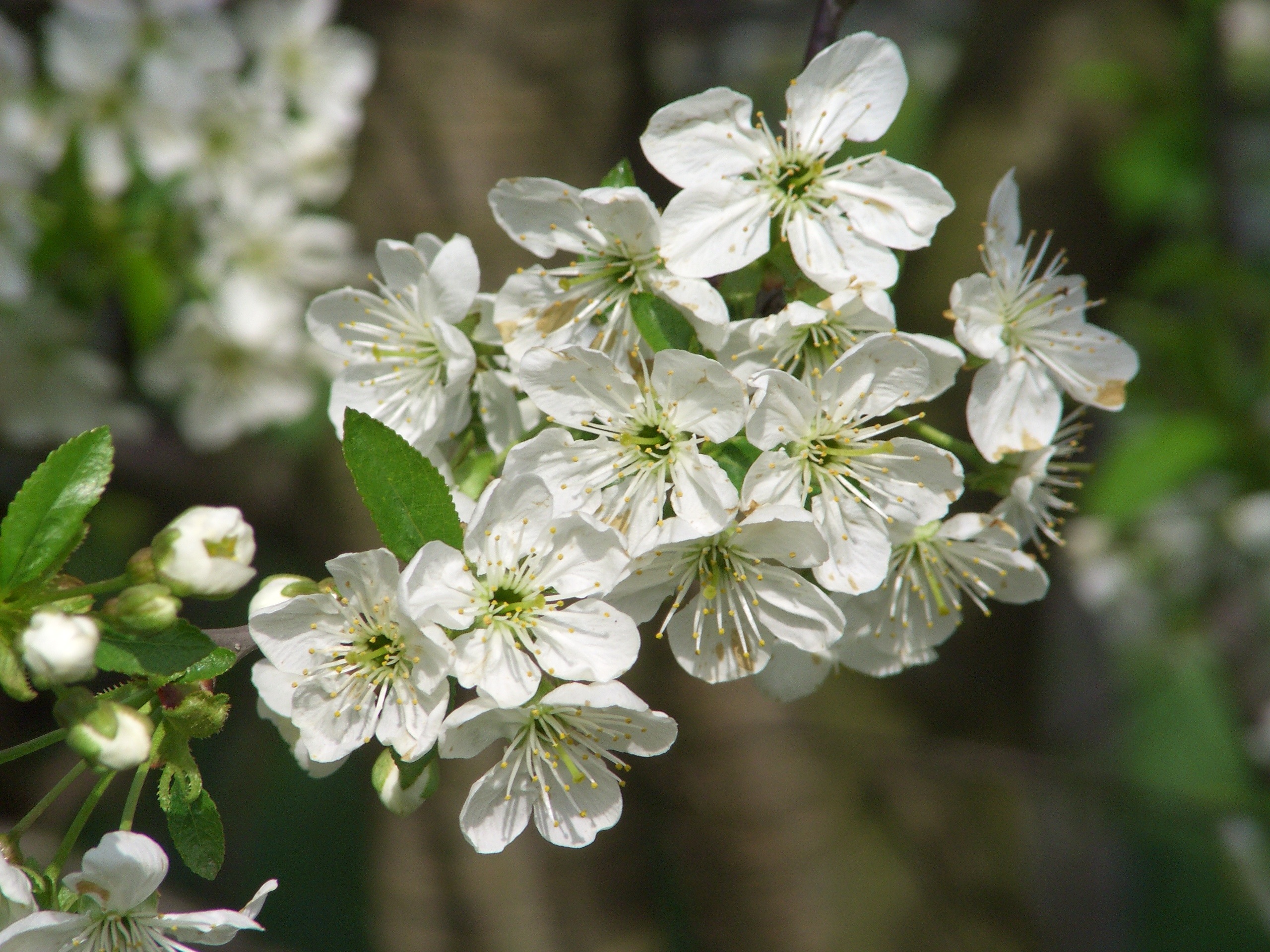 130850壁紙のダウンロードフラワーズ, 咲く, 開花, 春, リンゴの木-スクリーンセーバーと写真を無料で