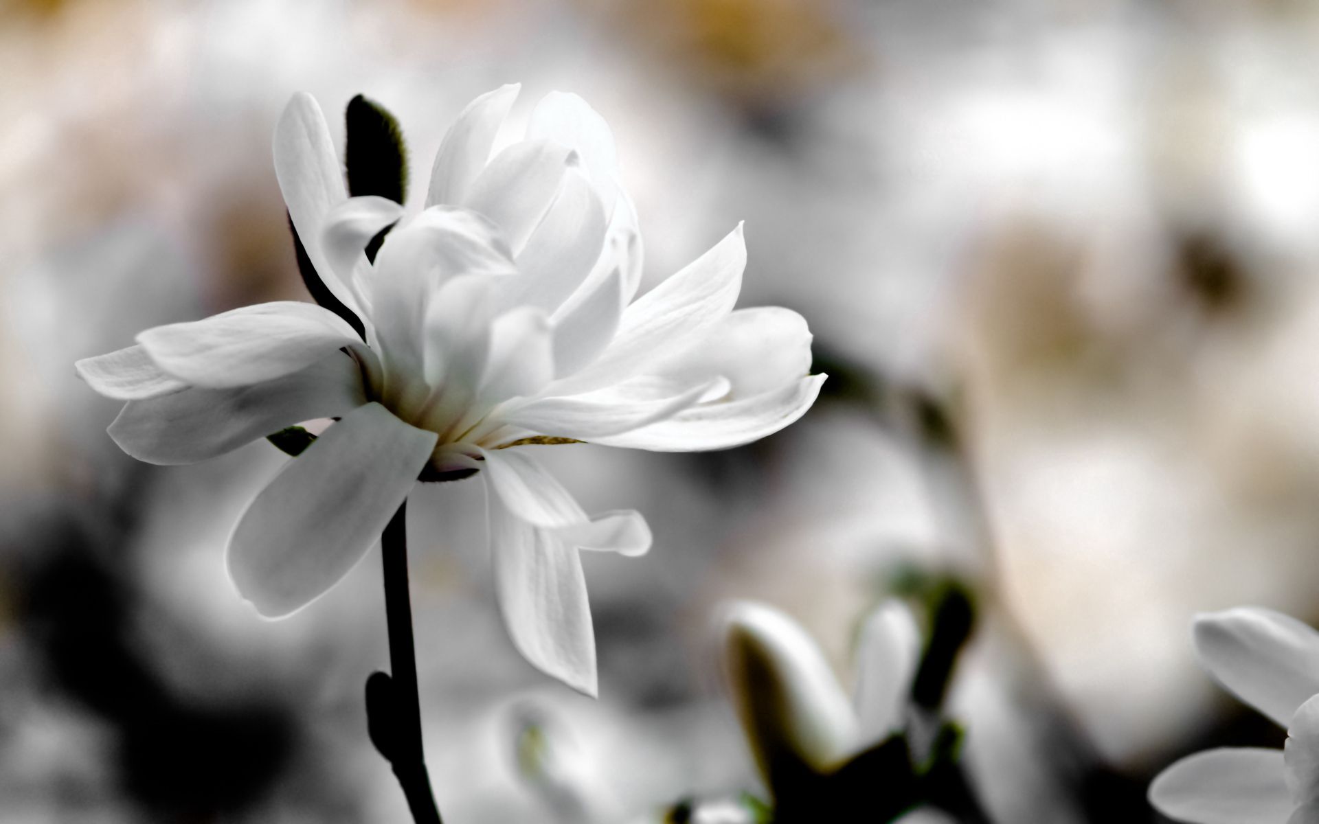 Laden Sie das Blumen, Unschärfe, Glatt, Magnolia, Magnolie, Blütenblätter, Blume-Bild kostenlos auf Ihren PC-Desktop herunter