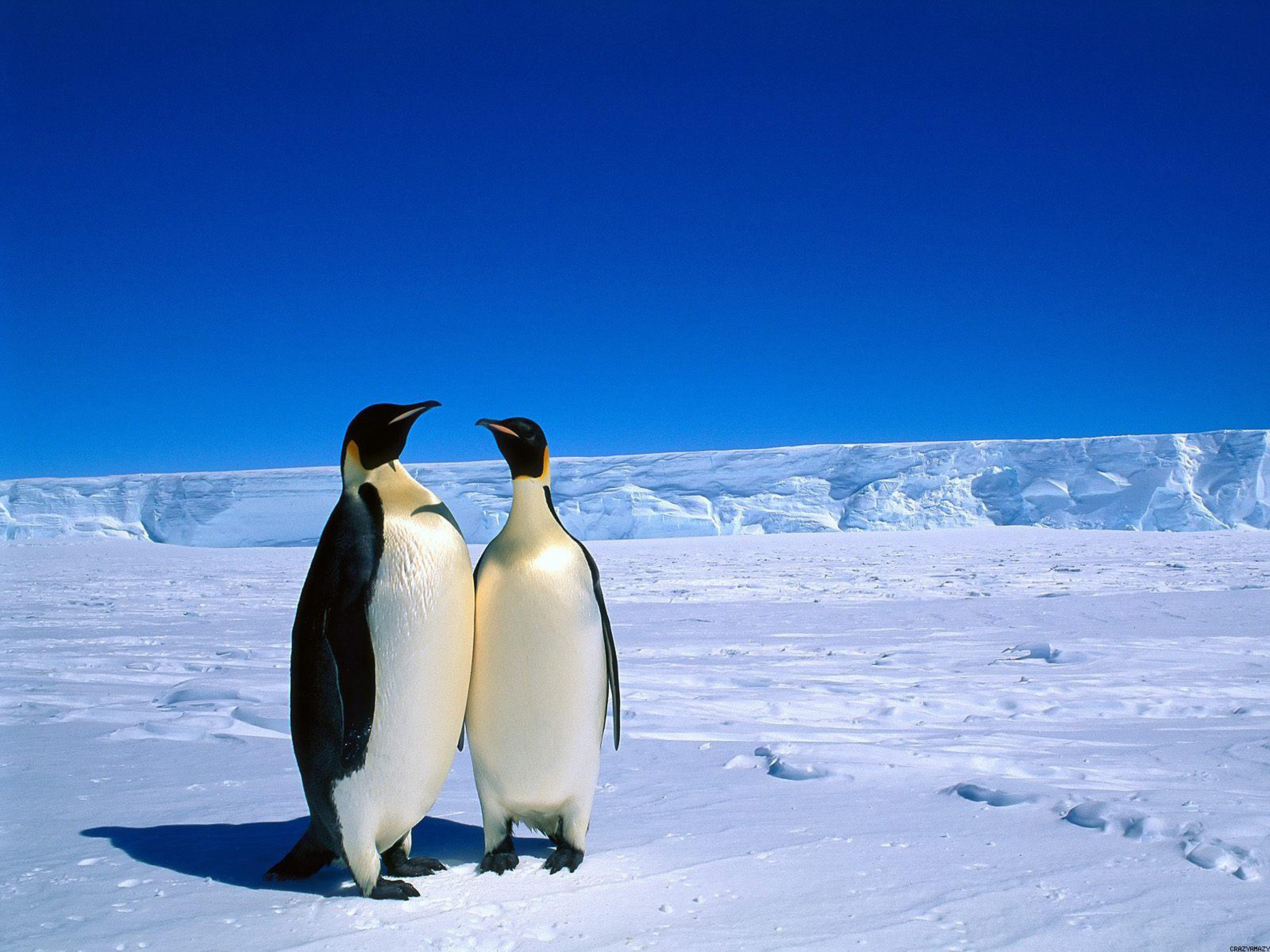 314199壁紙のダウンロード動物, 皇帝ペンギン, 鳥-スクリーンセーバーと写真を無料で