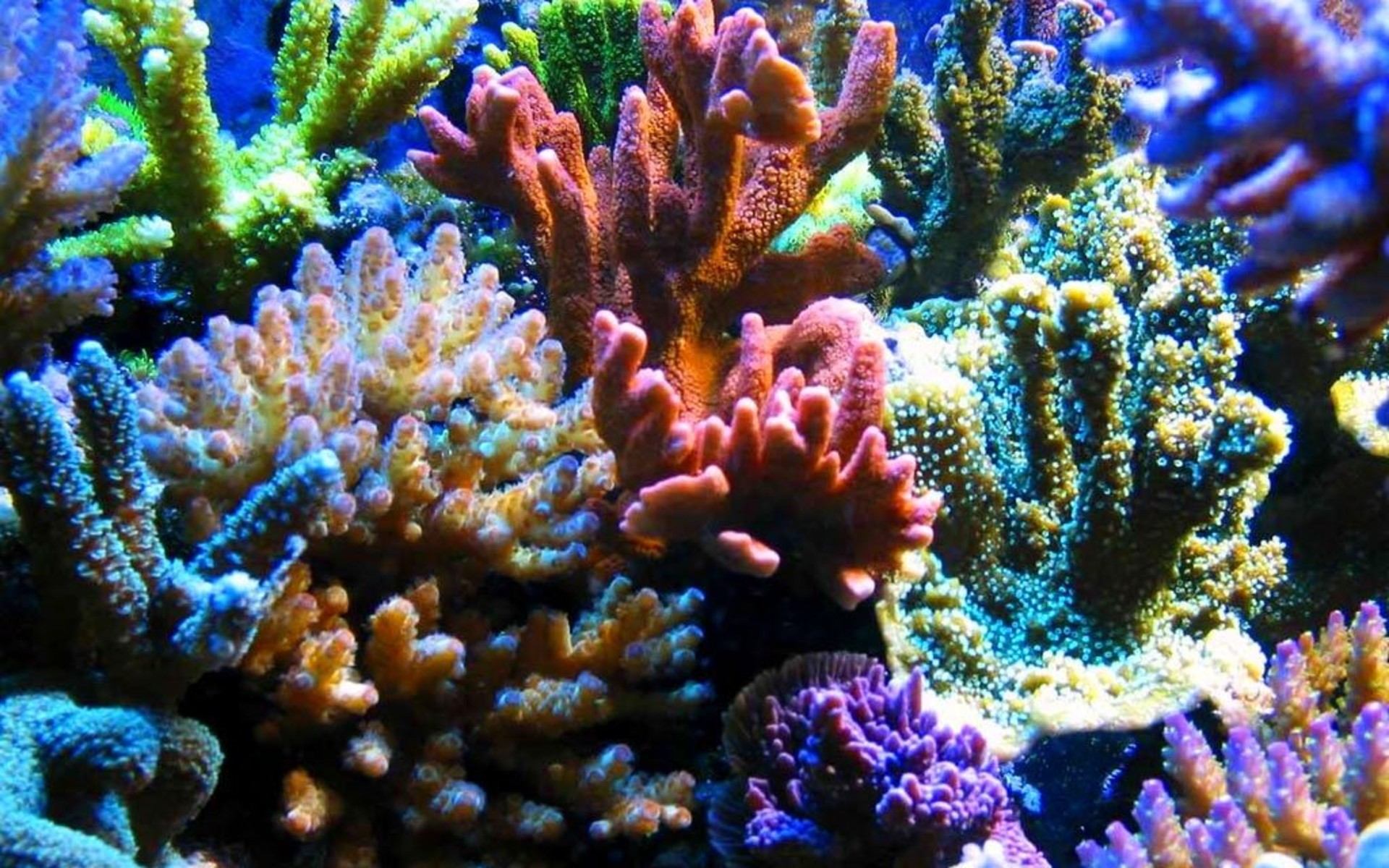 Download mobile wallpaper Coral, Animal for free.
