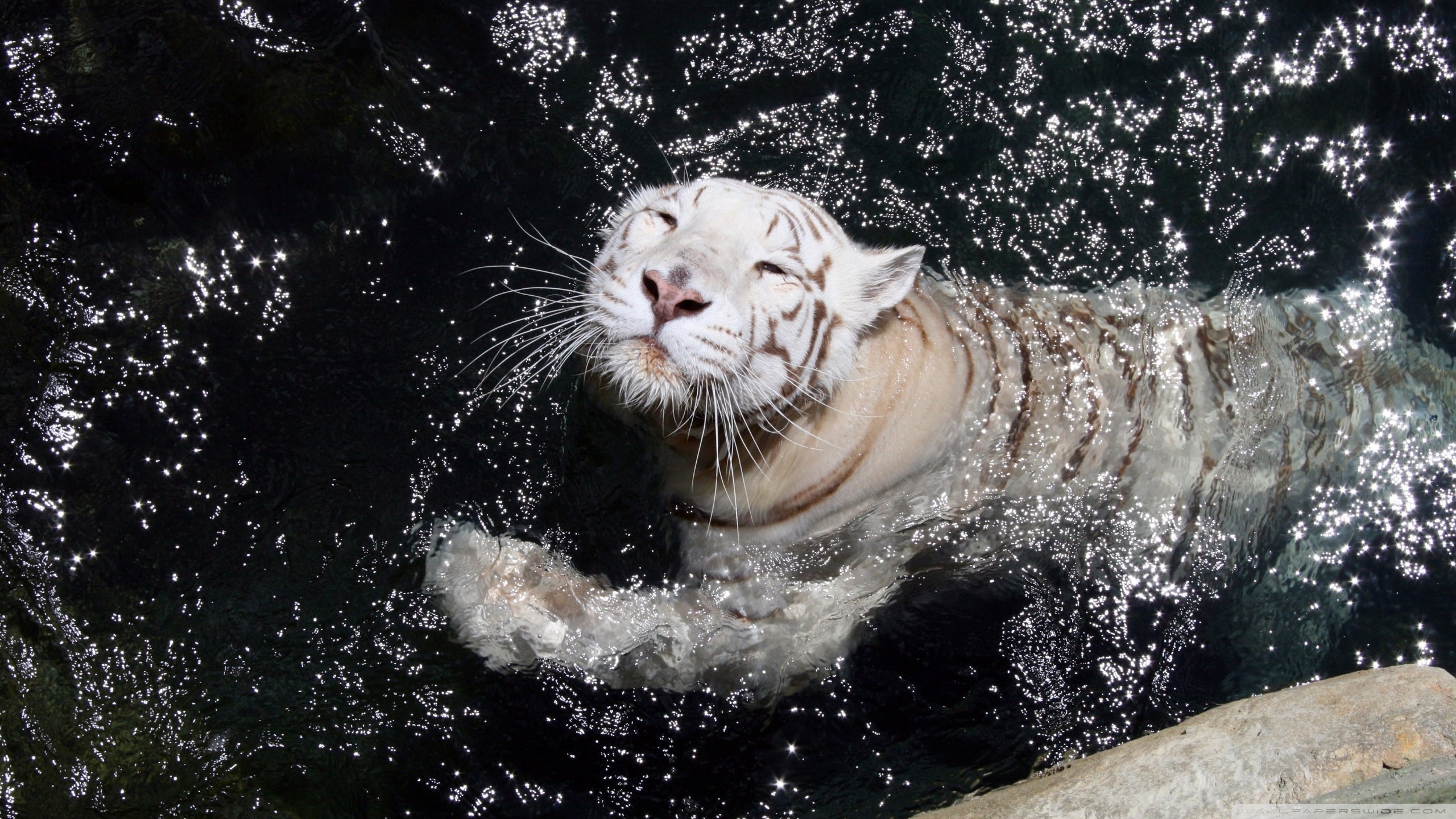 PCデスクトップに動物, 猫, 虎, ホワイトタイガー画像を無料でダウンロード