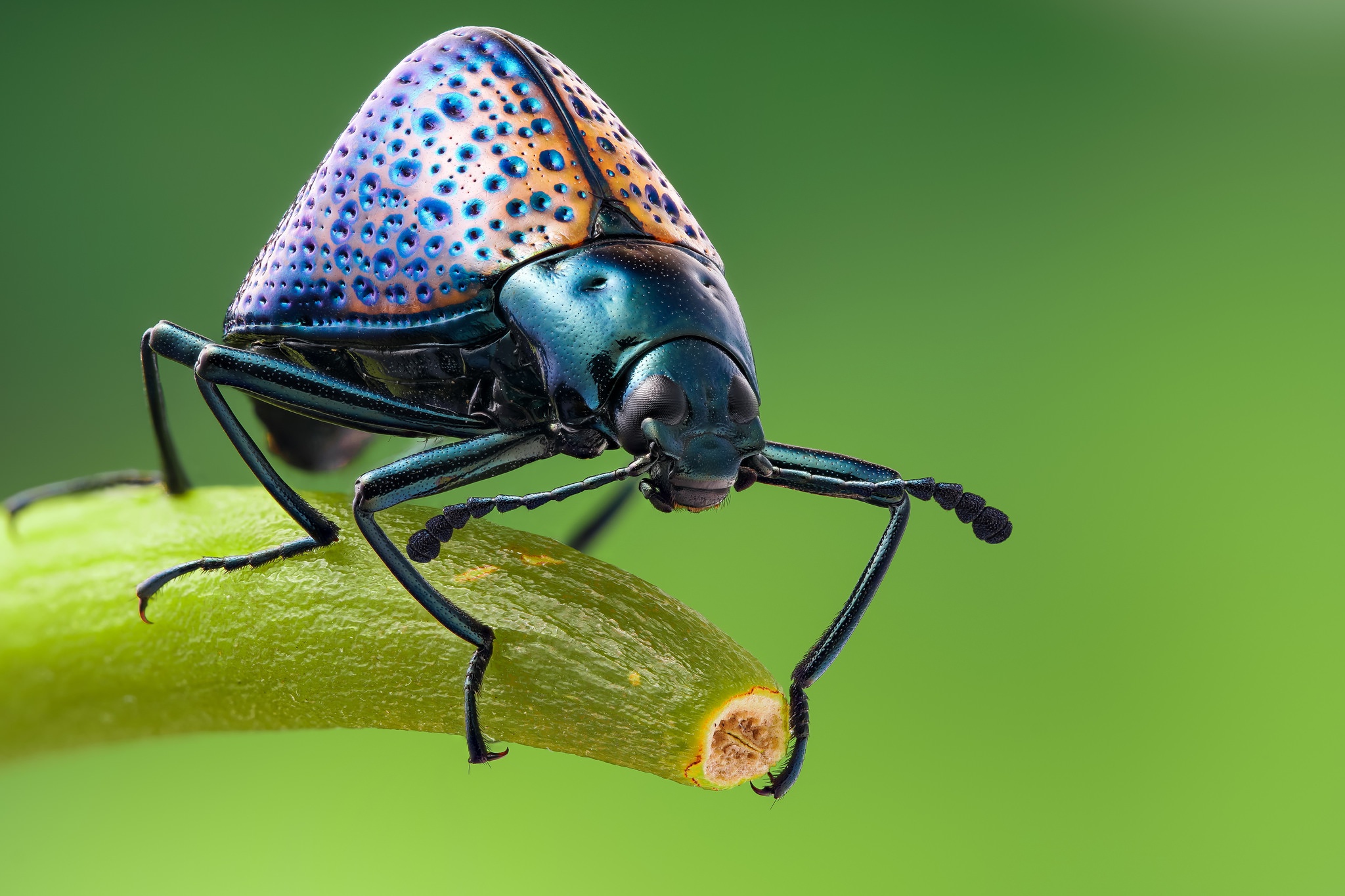 Descarga gratuita de fondo de pantalla para móvil de Animales, Insecto, Escarabajo, Macrofotografía.