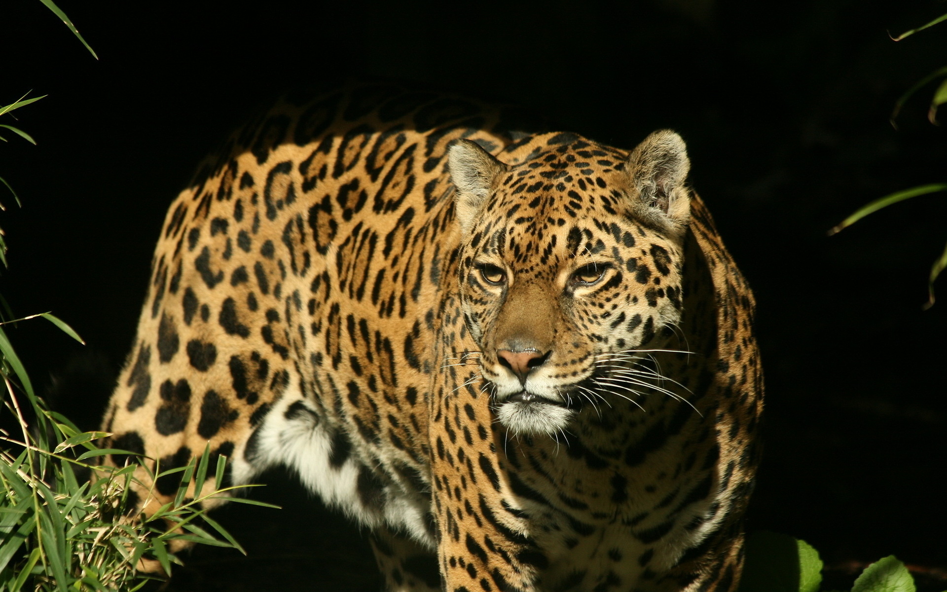 252220 descargar fondo de pantalla jaguar, animales, pantera, gatos: protectores de pantalla e imágenes gratis