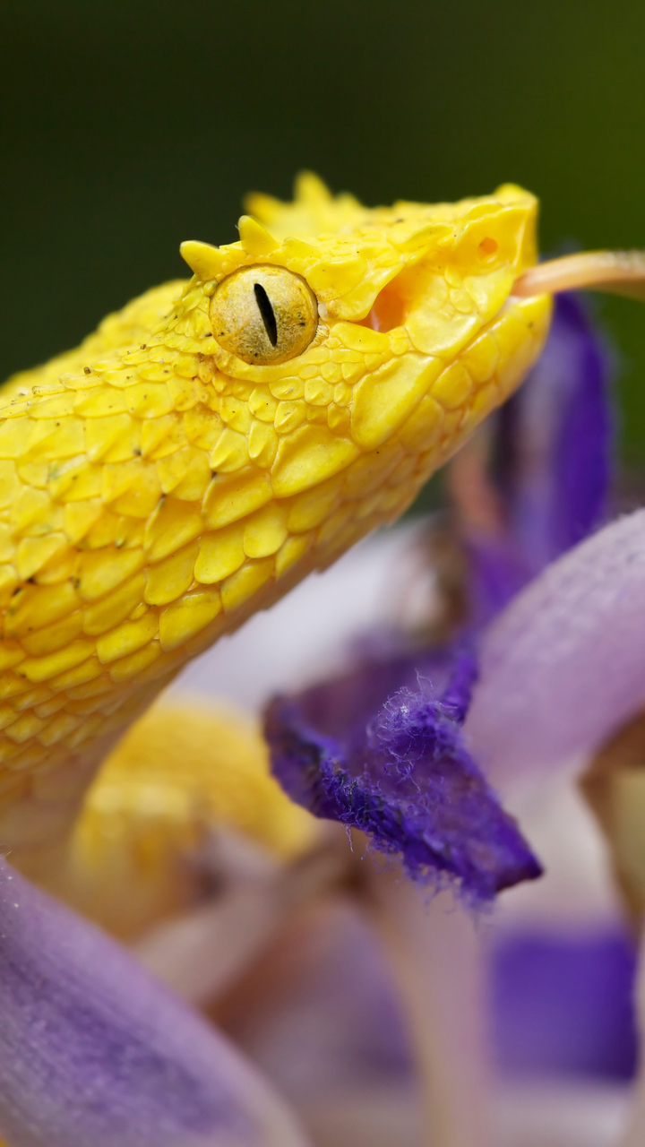 Download mobile wallpaper Viper, Snake, Reptiles, Animal for free.