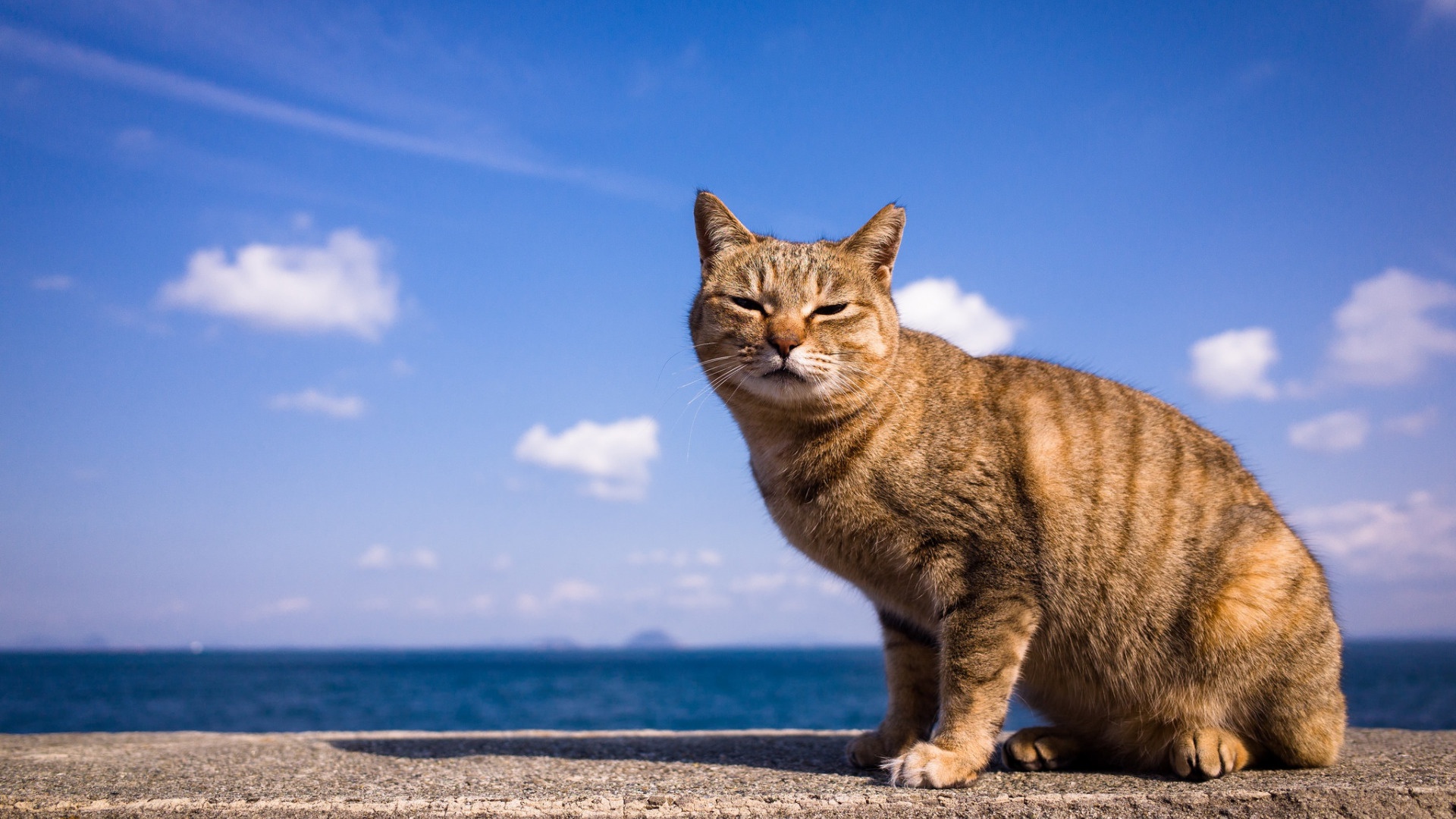 Descarga gratuita de fondo de pantalla para móvil de Gato, Gatos, Animales.