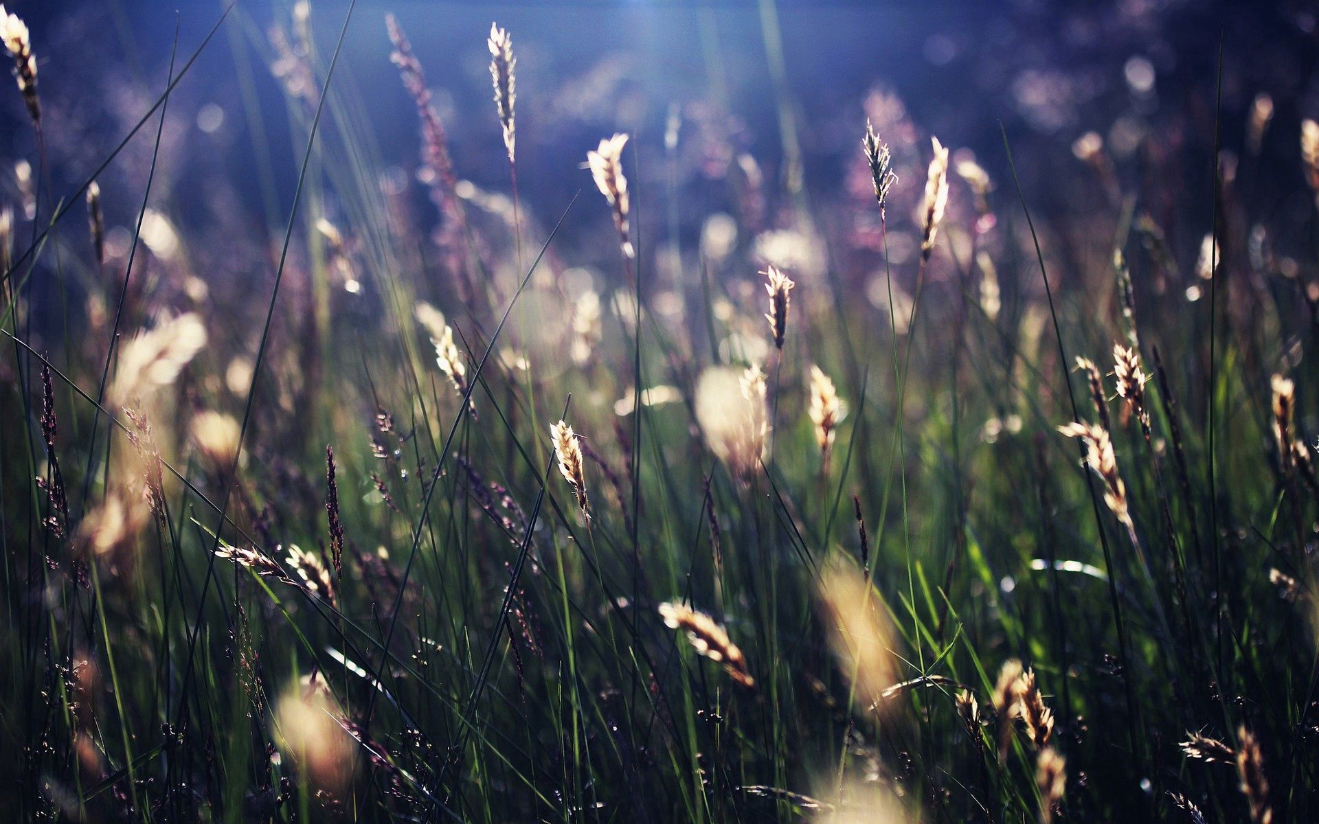 Laden Sie das Grass, Makro, Scheinen, Schatten, Licht-Bild kostenlos auf Ihren PC-Desktop herunter
