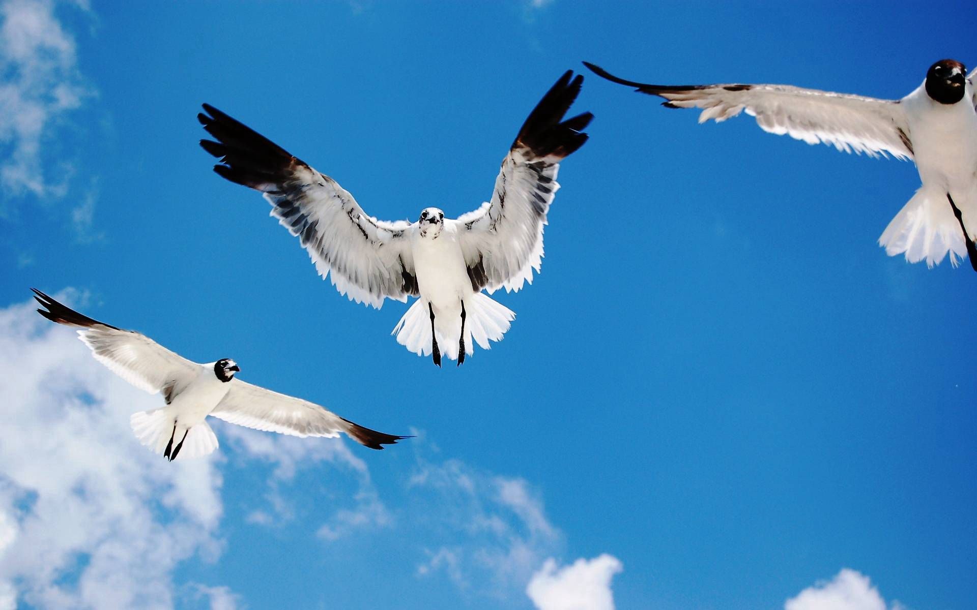 無料モバイル壁紙動物, フライト, 逃走, 白い, 鳥, 黒い, スカイをダウンロードします。