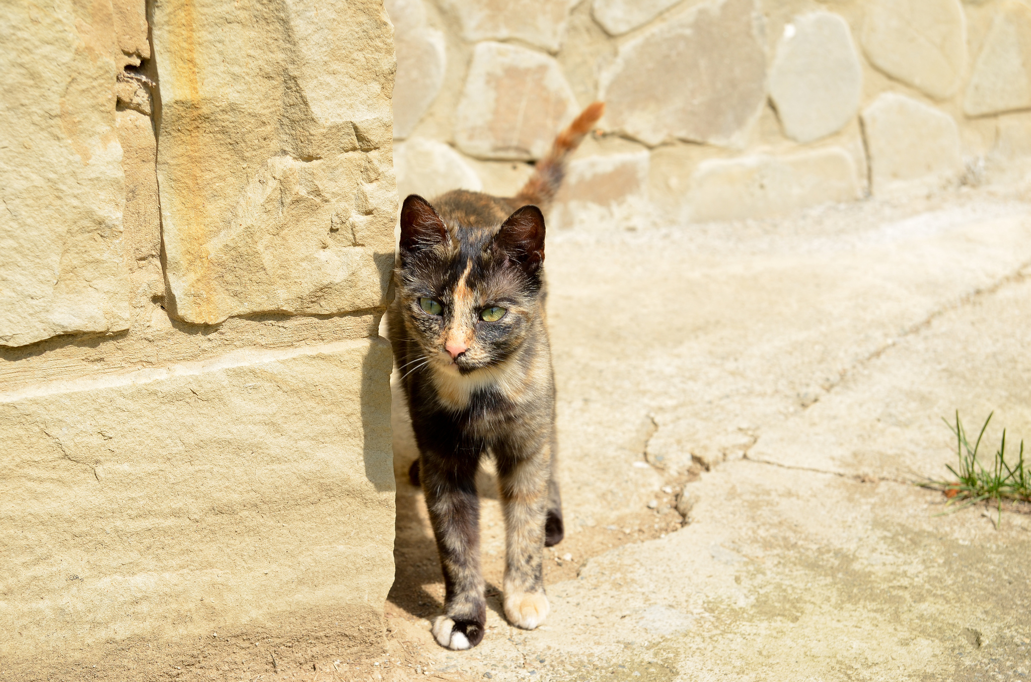 Handy-Wallpaper Tiere, Katzen, Katze kostenlos herunterladen.