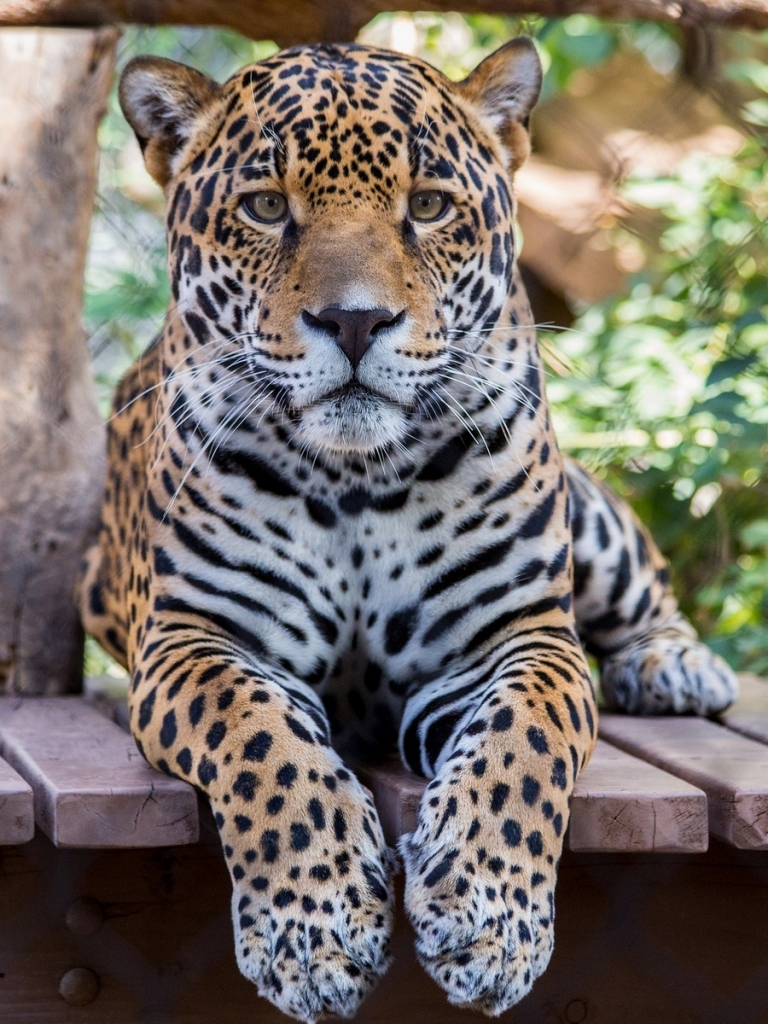 Descarga gratuita de fondo de pantalla para móvil de Animales, Gatos, Jaguar.