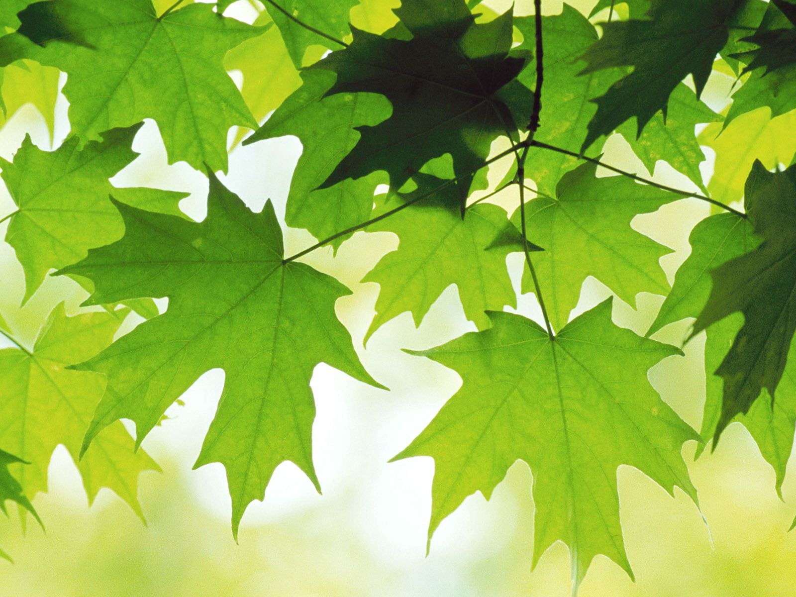 Free download wallpaper Nature, Leaves, Maple on your PC desktop
