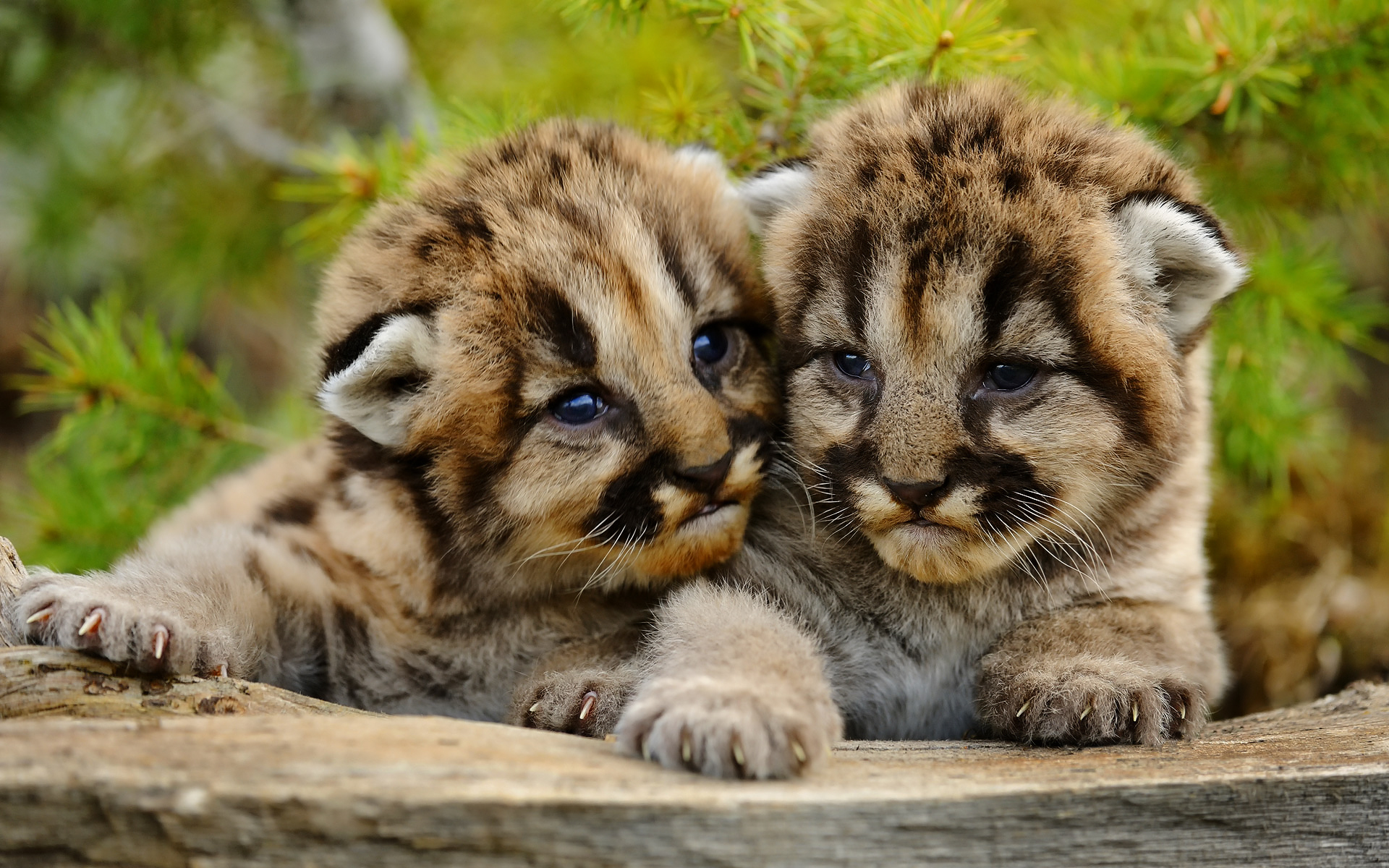 Free download wallpaper Cats, Close Up, Animal, Cougar, Baby Animal, Cub on your PC desktop