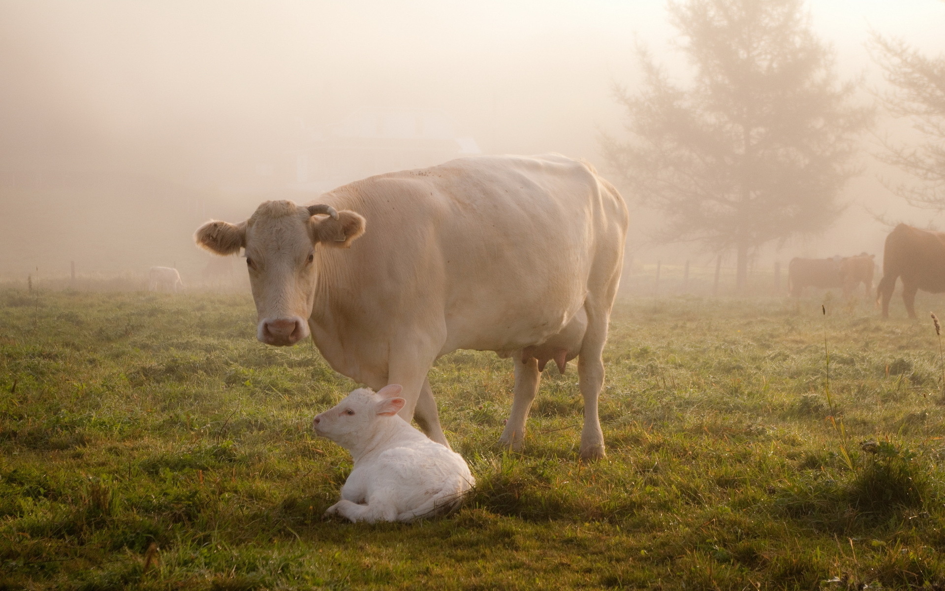 542897 descargar imagen animales, vaca, lindo, niebla: fondos de pantalla y protectores de pantalla gratis