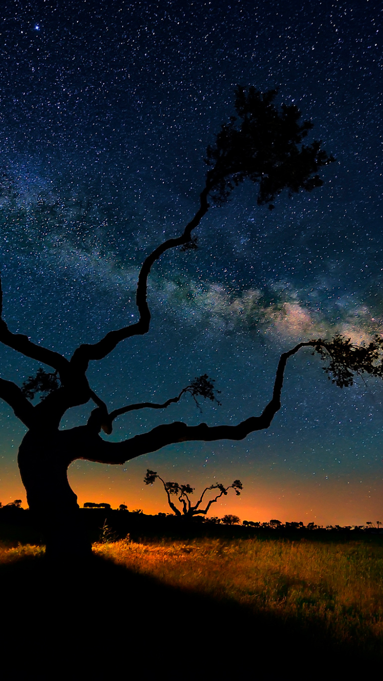 Download mobile wallpaper Landscape, Trees, Night, Tree, Earth, Milky Way, Glow for free.