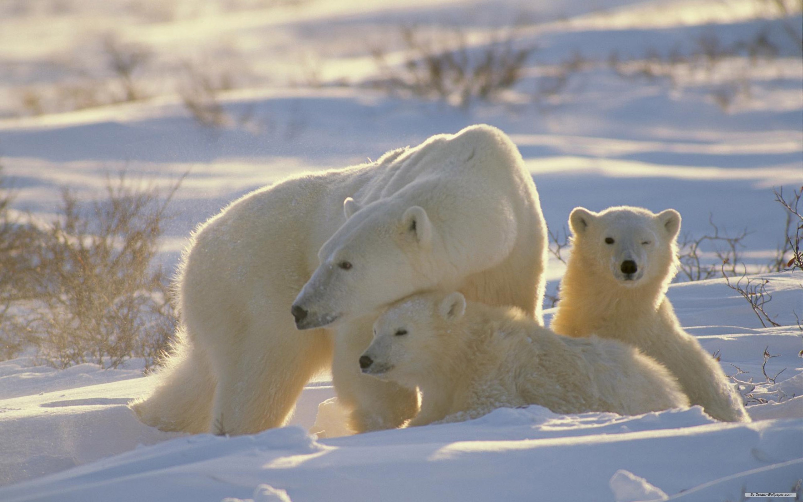 175318 descargar fondo de pantalla animales, oso polar, osos: protectores de pantalla e imágenes gratis