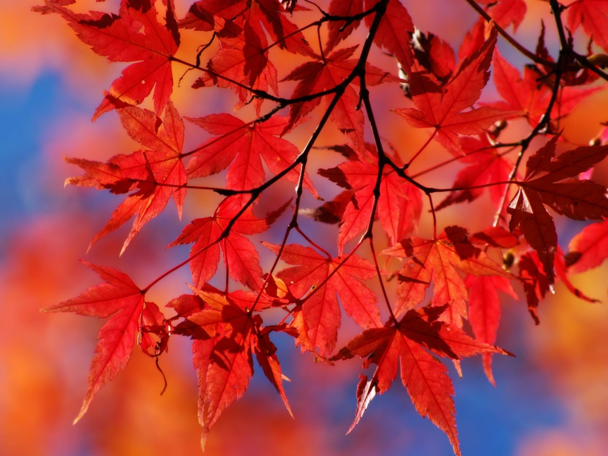 Laden Sie das Natur, Herbst, Blatt, Erde/natur-Bild kostenlos auf Ihren PC-Desktop herunter