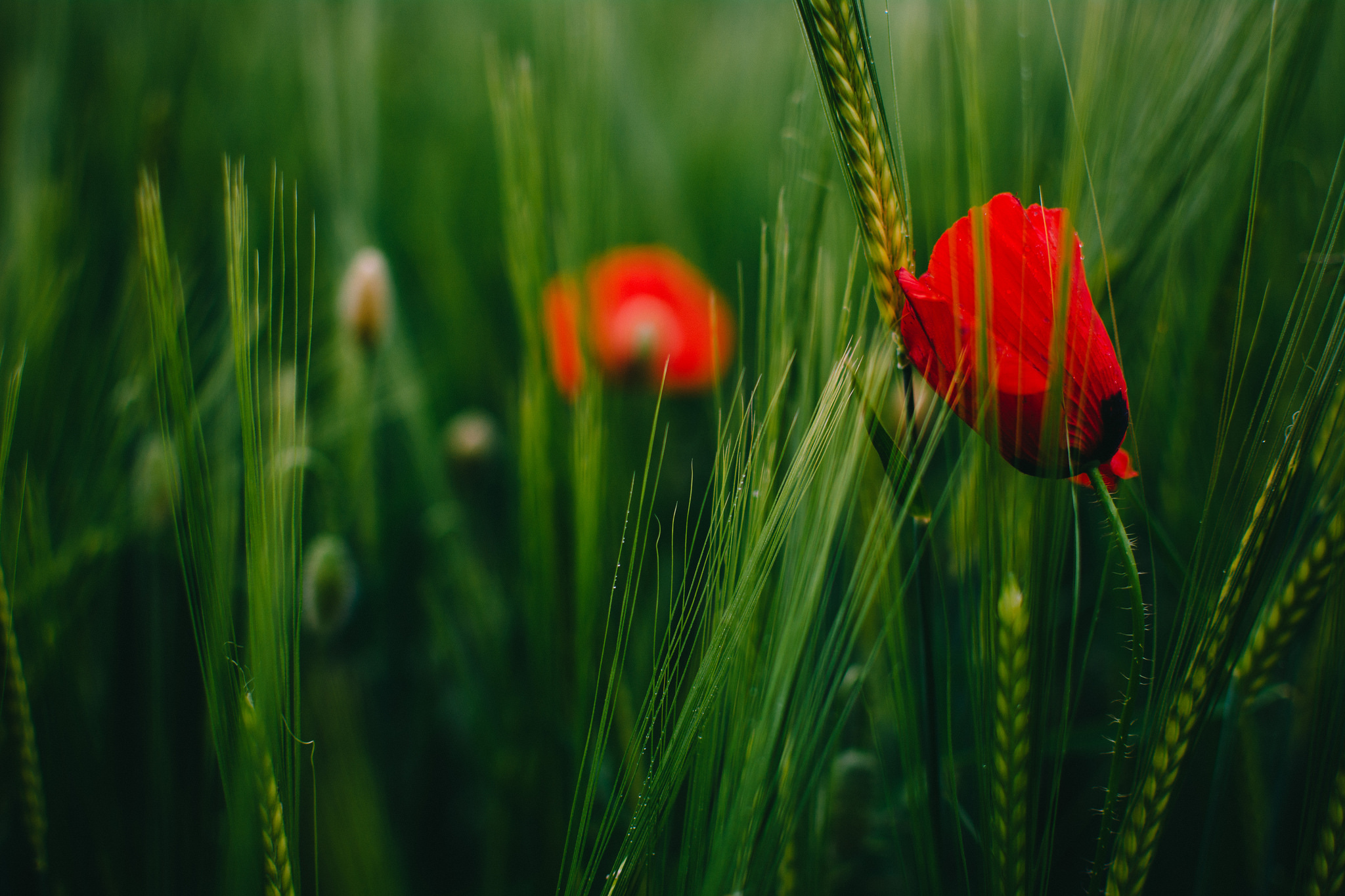 Free download wallpaper Nature, Flowers, Wheat, Flower, Earth, Poppy, Red Flower on your PC desktop