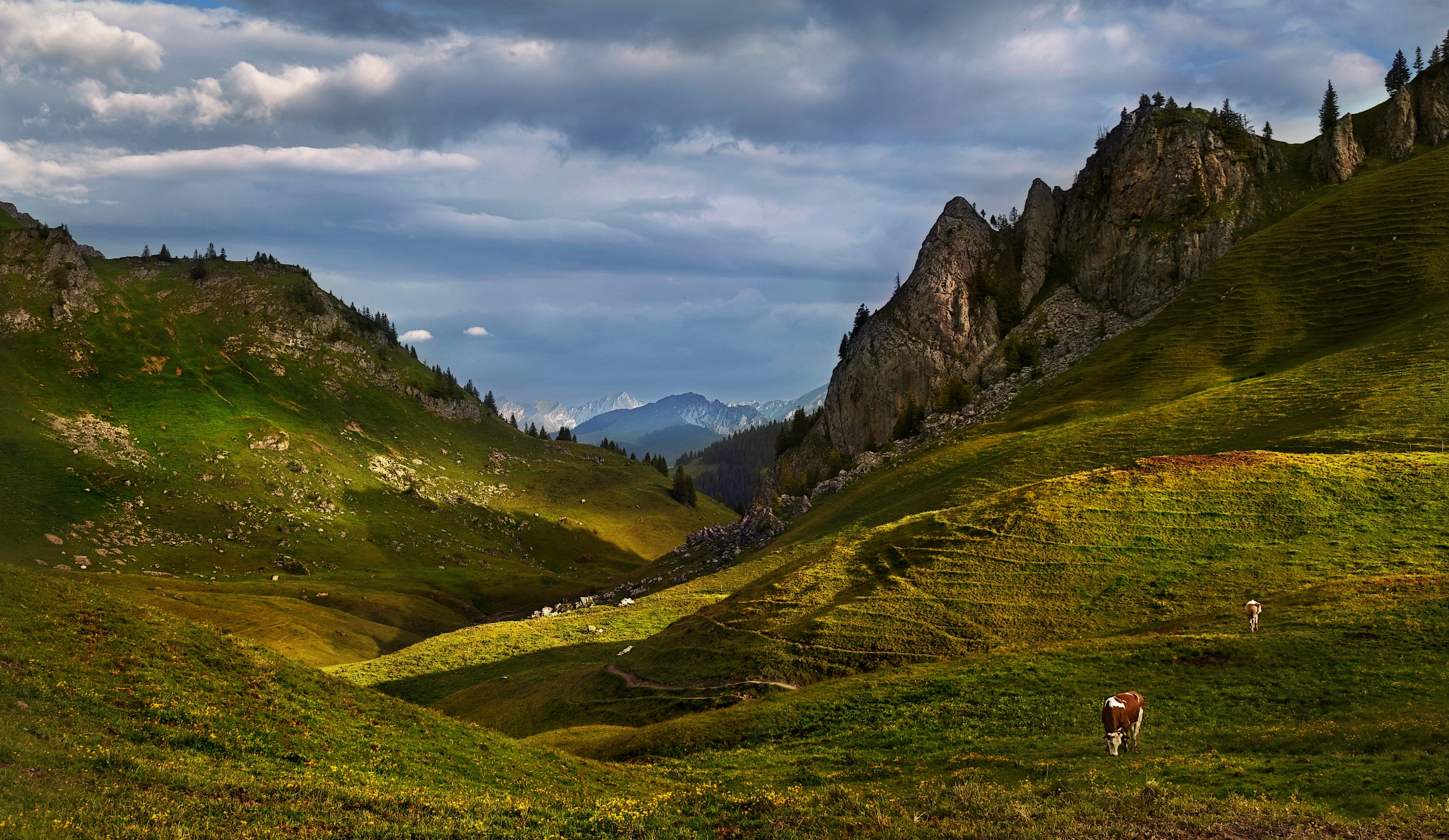 animal, cow, alps, mountain, pasture