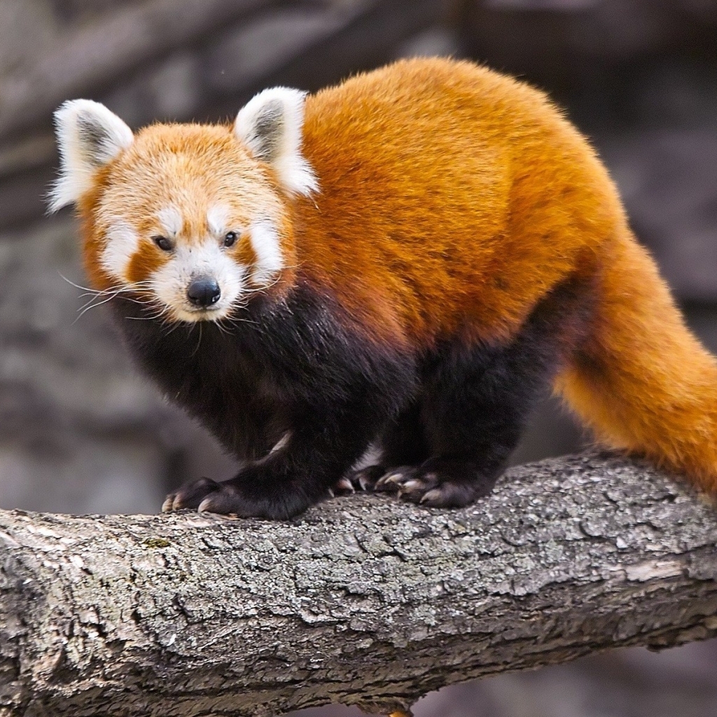Free download wallpaper Animal, Red Panda on your PC desktop