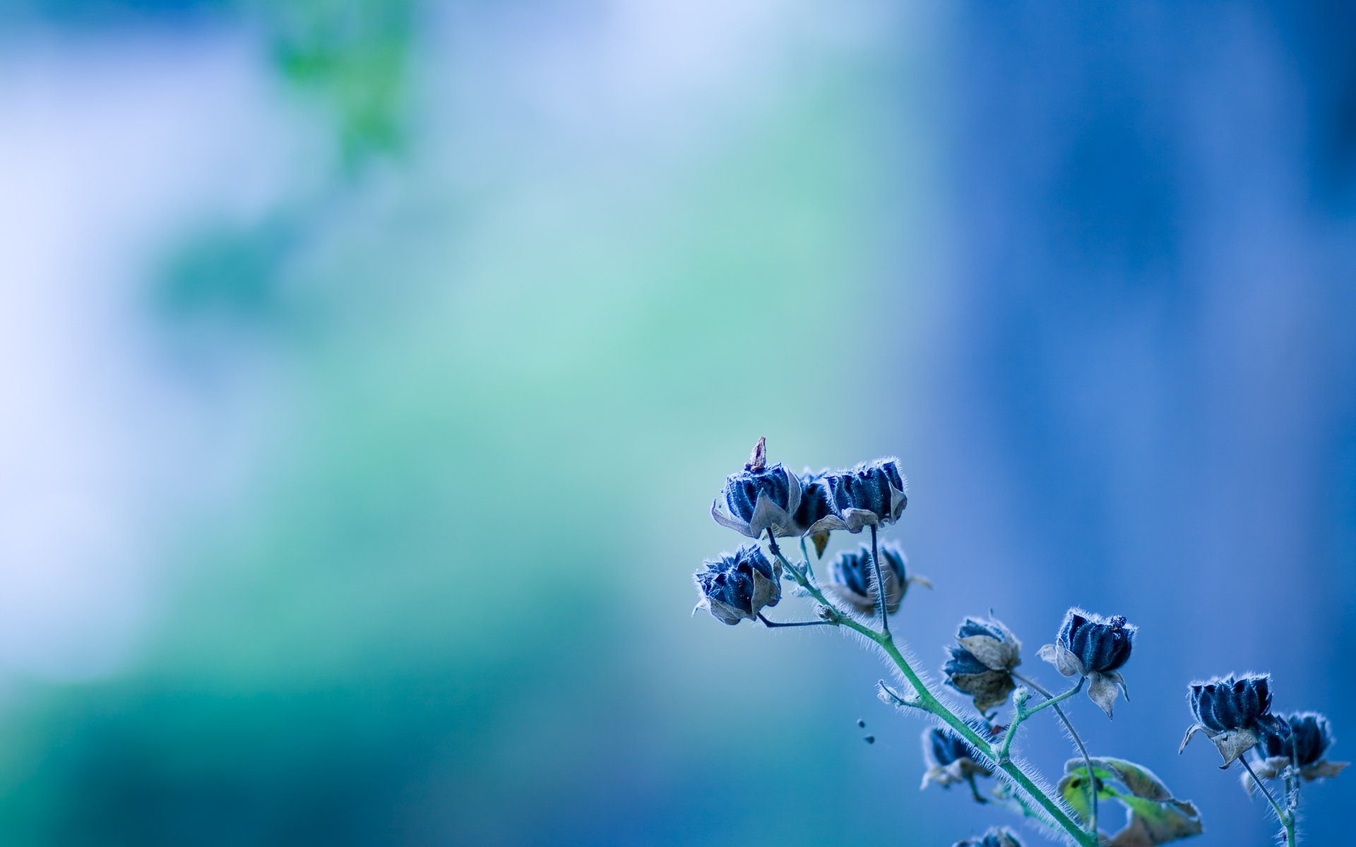 282350 Salvapantallas y fondos de pantalla Flores en tu teléfono. Descarga imágenes de  gratis