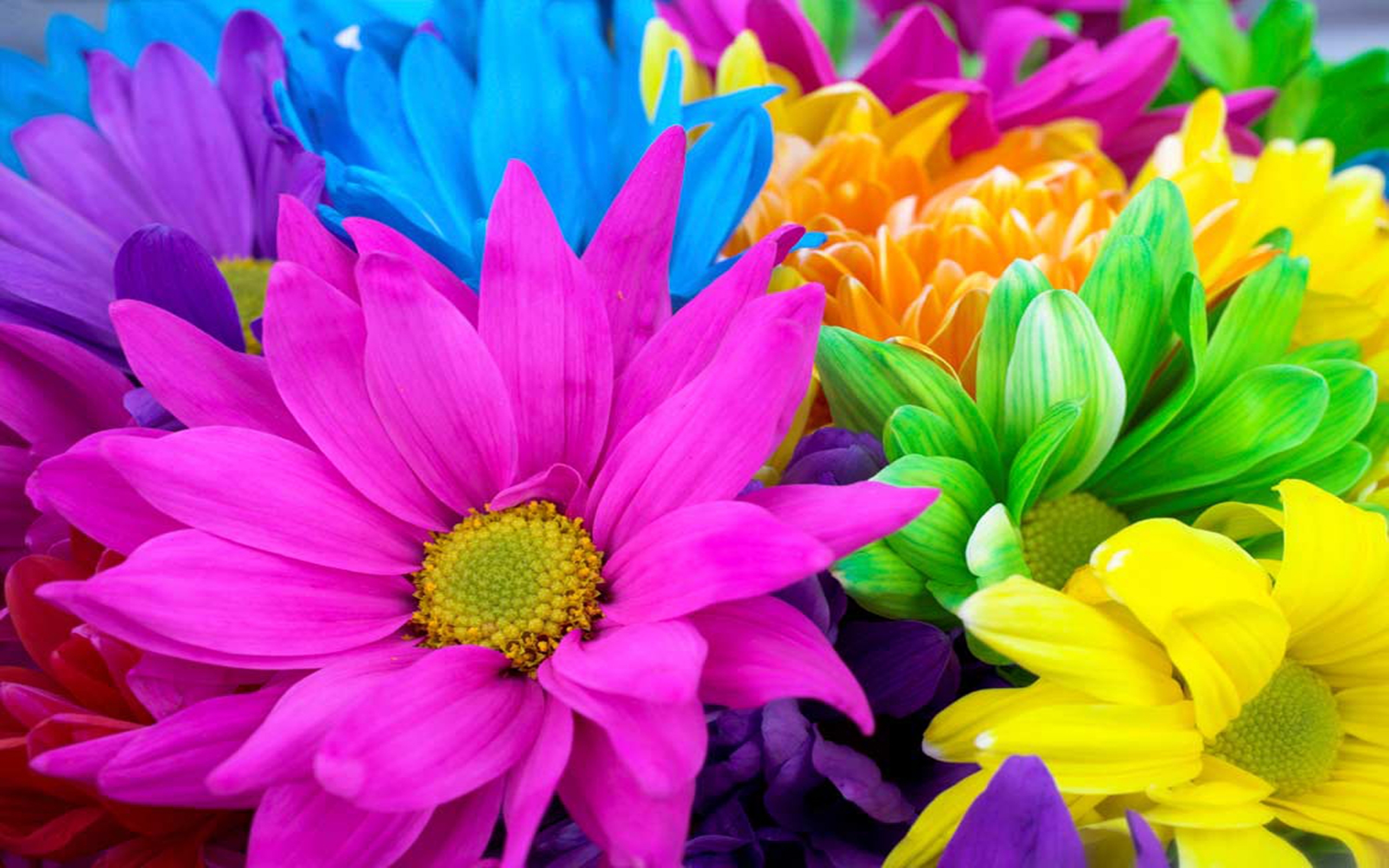 Handy-Wallpaper Natur, Blumen, Blume, Bunt, Gänseblümchen, Gelbe Blume, Lila Blume, Erde/natur, Blaue Blume kostenlos herunterladen.