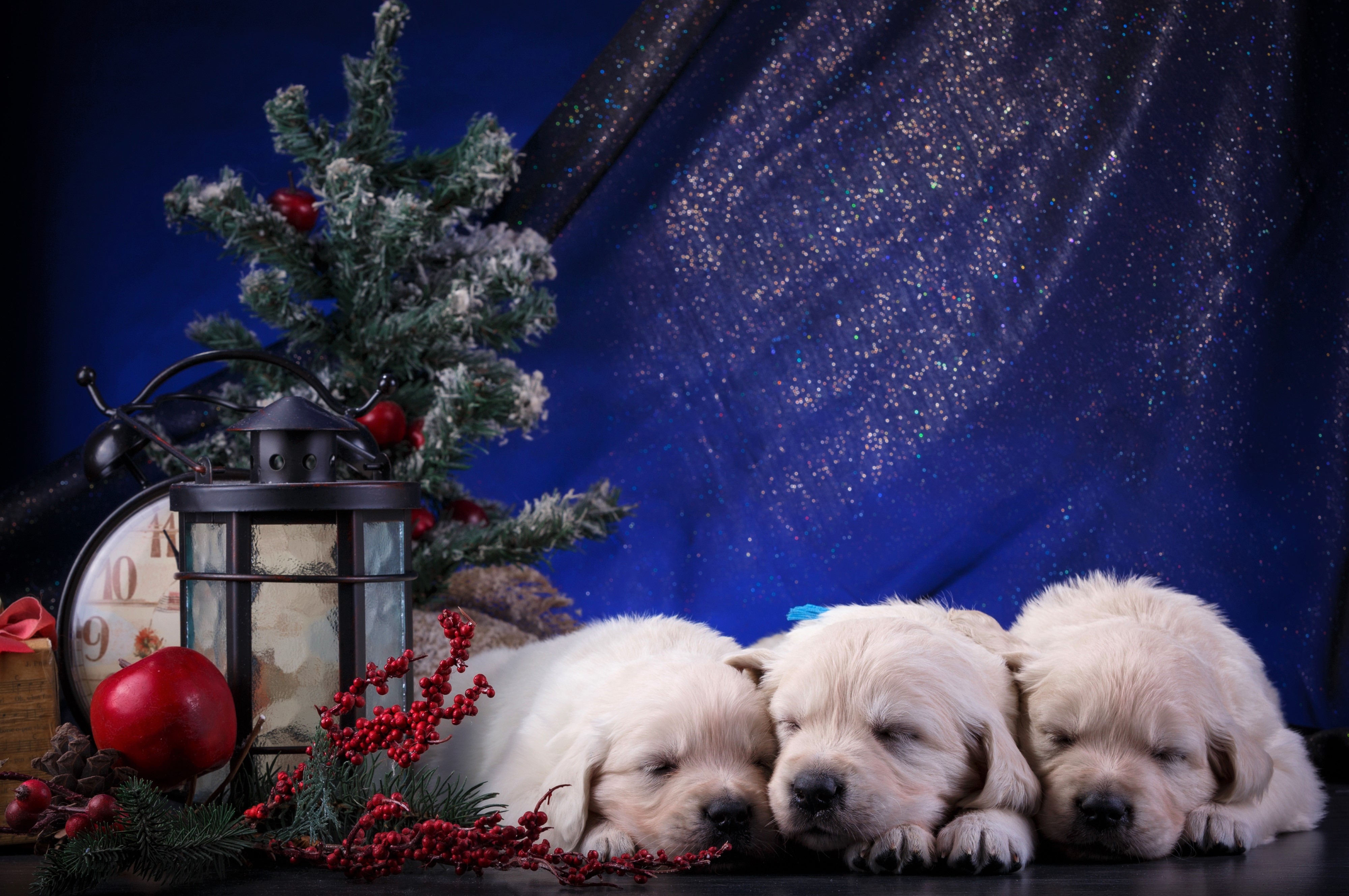 Download mobile wallpaper Dogs, Dog, Christmas, Animal, Puppy, Golden Retriever, Decoration, Sleeping, Cute, Baby Animal for free.
