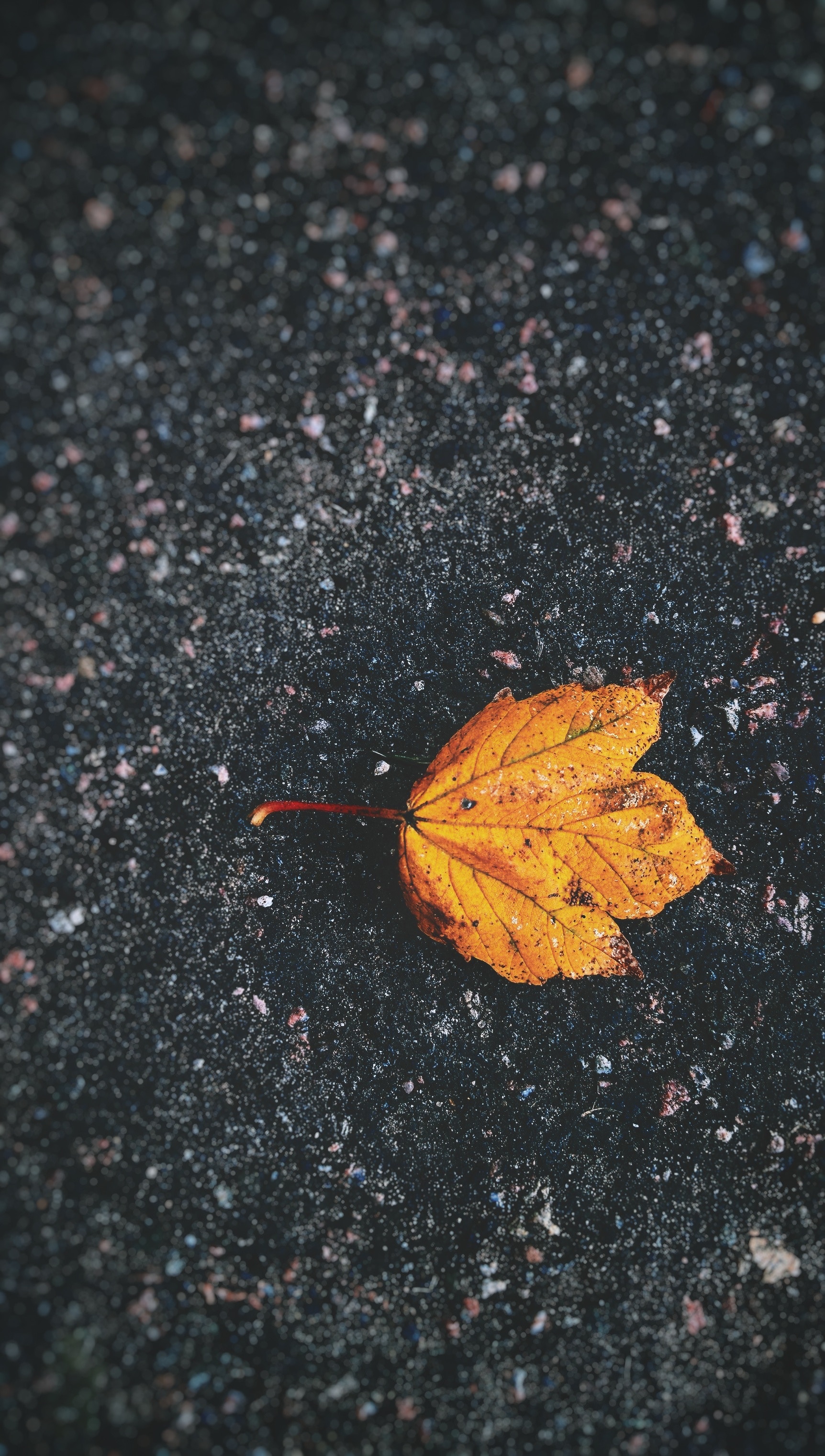 autumn, macro, asphalt, close up, sheet, leaf, dry, fallen