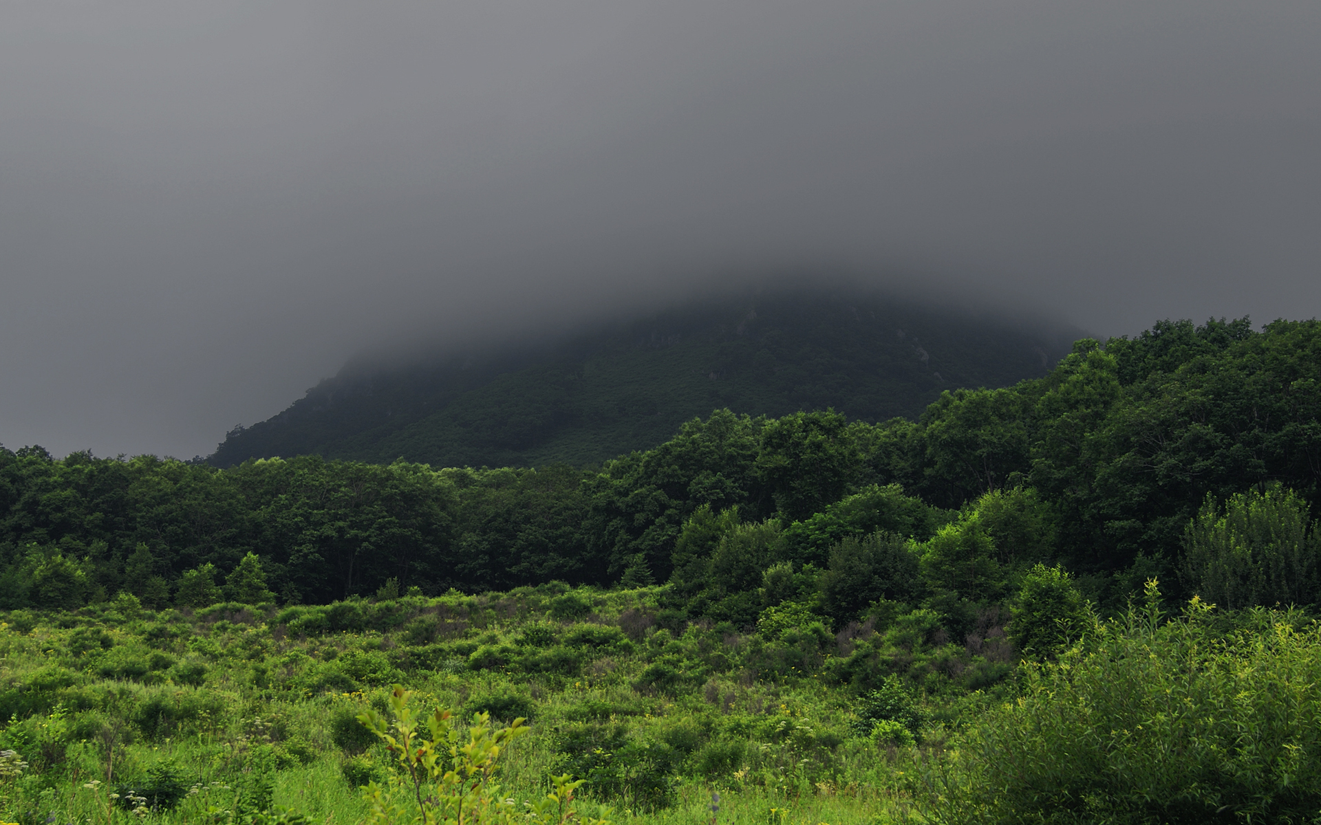 Baixar papel de parede para celular de Terra/natureza, Neblina gratuito.