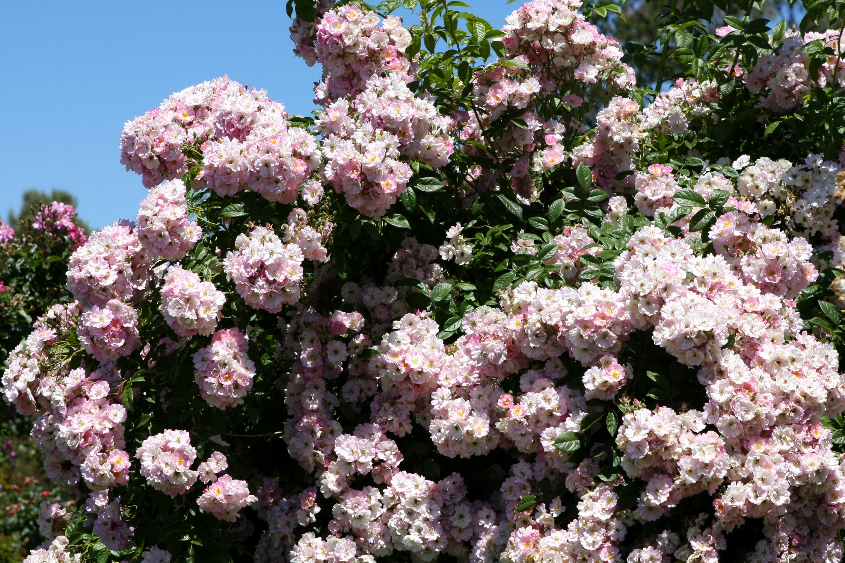 Baixar papel de parede para celular de Flores, Floração, Terra/natureza gratuito.