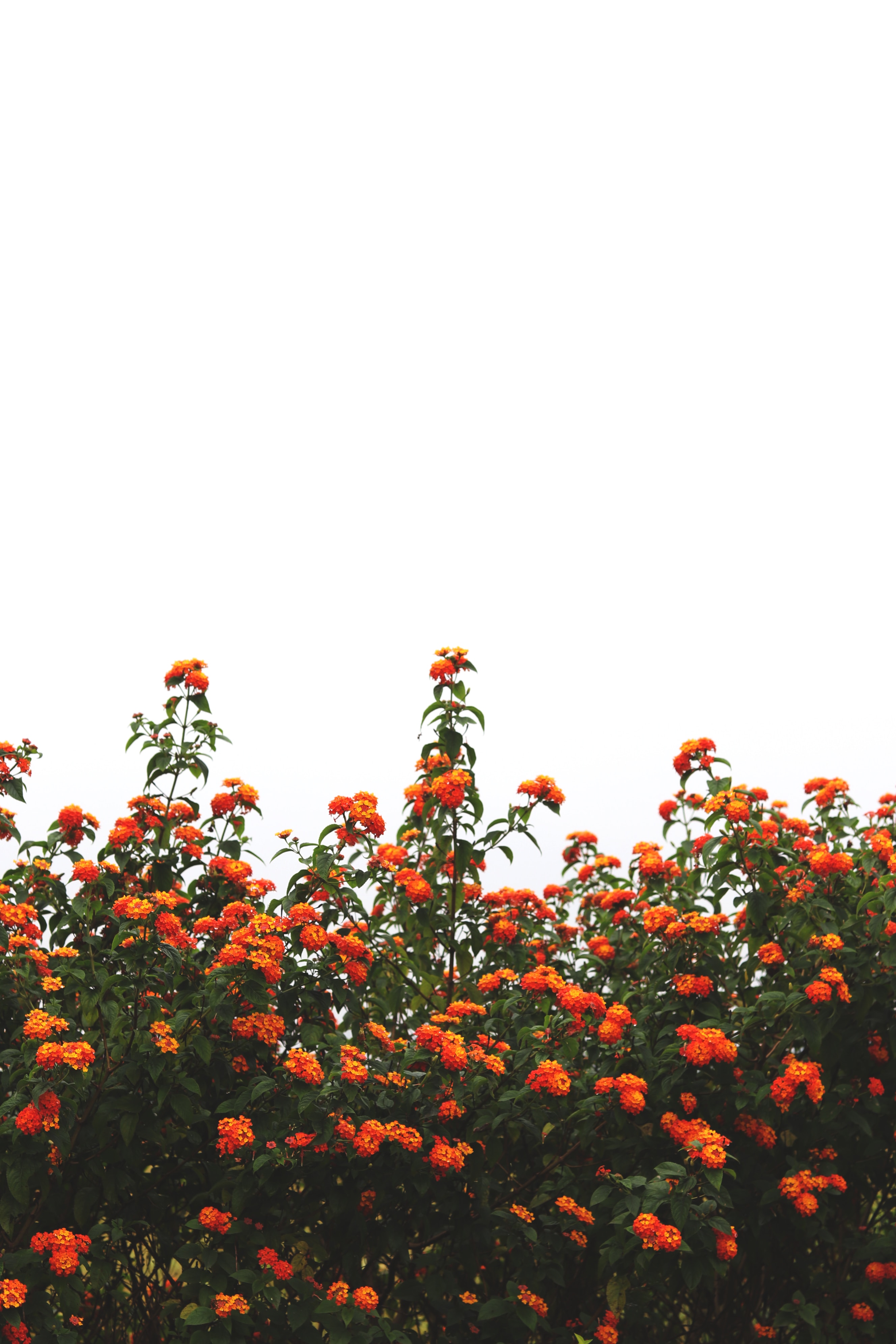 116012 скачать обои цветы, оранжевый, цветение, кусты, небо, оранжевые - заставки и картинки бесплатно