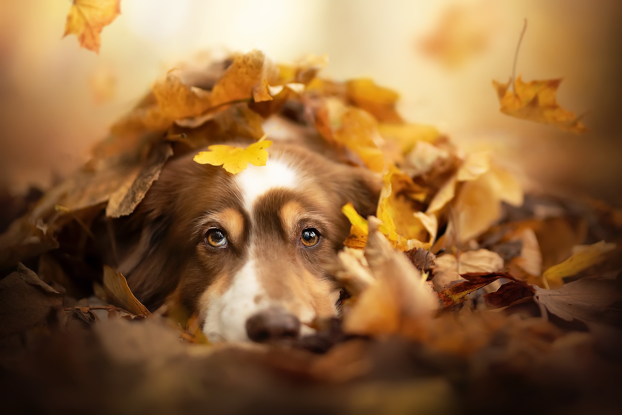 Скачать обои бесплатно Животные, Собаки, Осень, Собака, Листва, Глазеть картинка на рабочий стол ПК