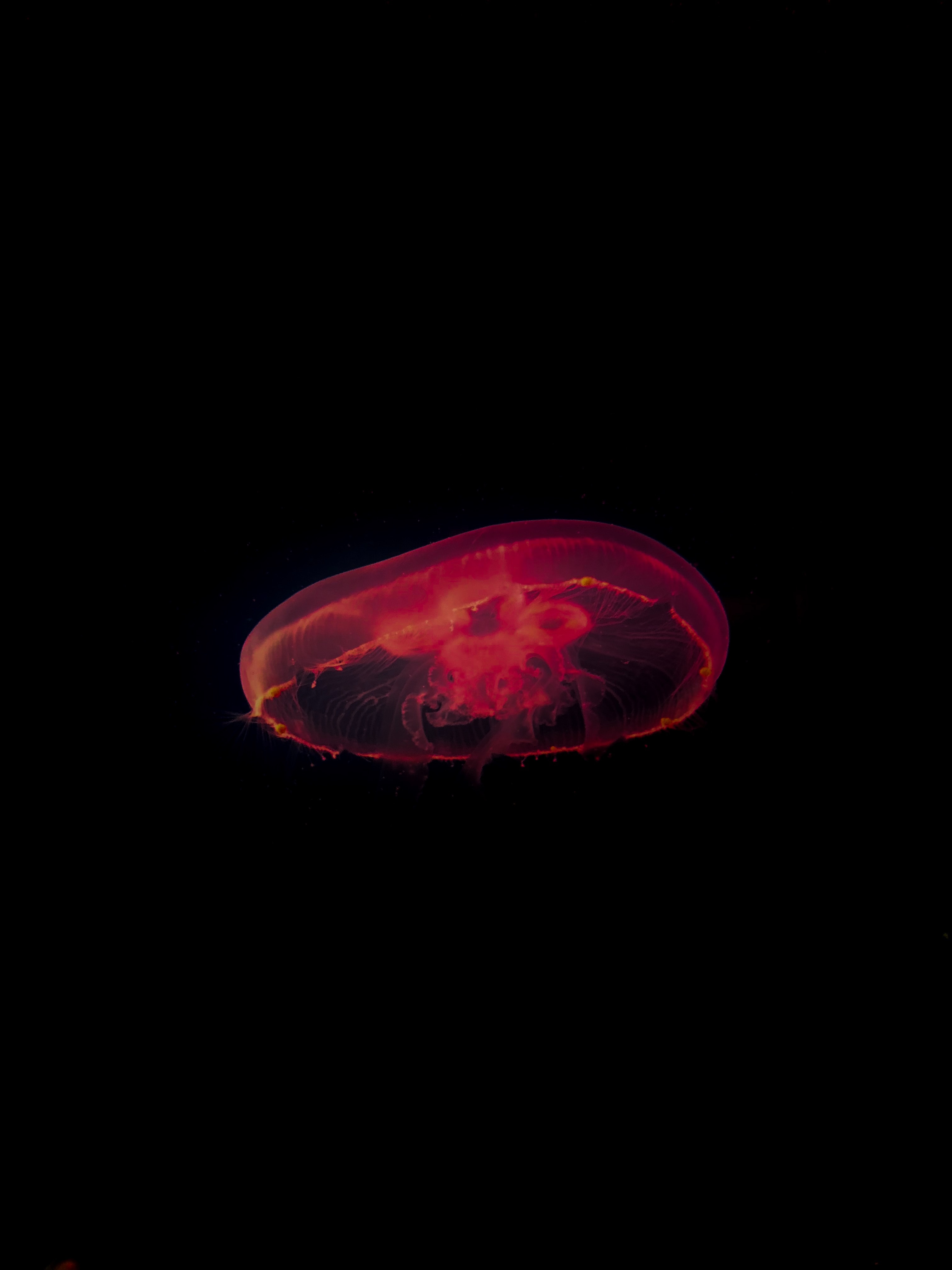 62071 descargar imagen medusa, rojo, oscuro, profundidad, bajo el agua, submarino: fondos de pantalla y protectores de pantalla gratis