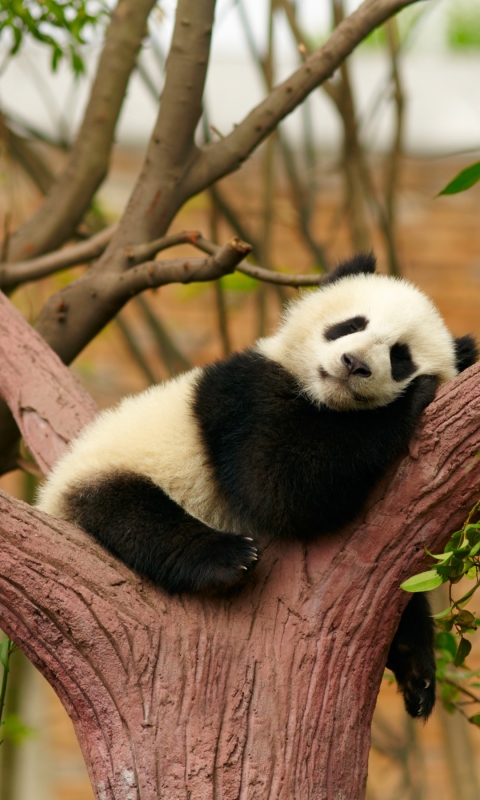 無料モバイル壁紙動物, パンダ, 睡眠, 赤ちゃん動物をダウンロードします。