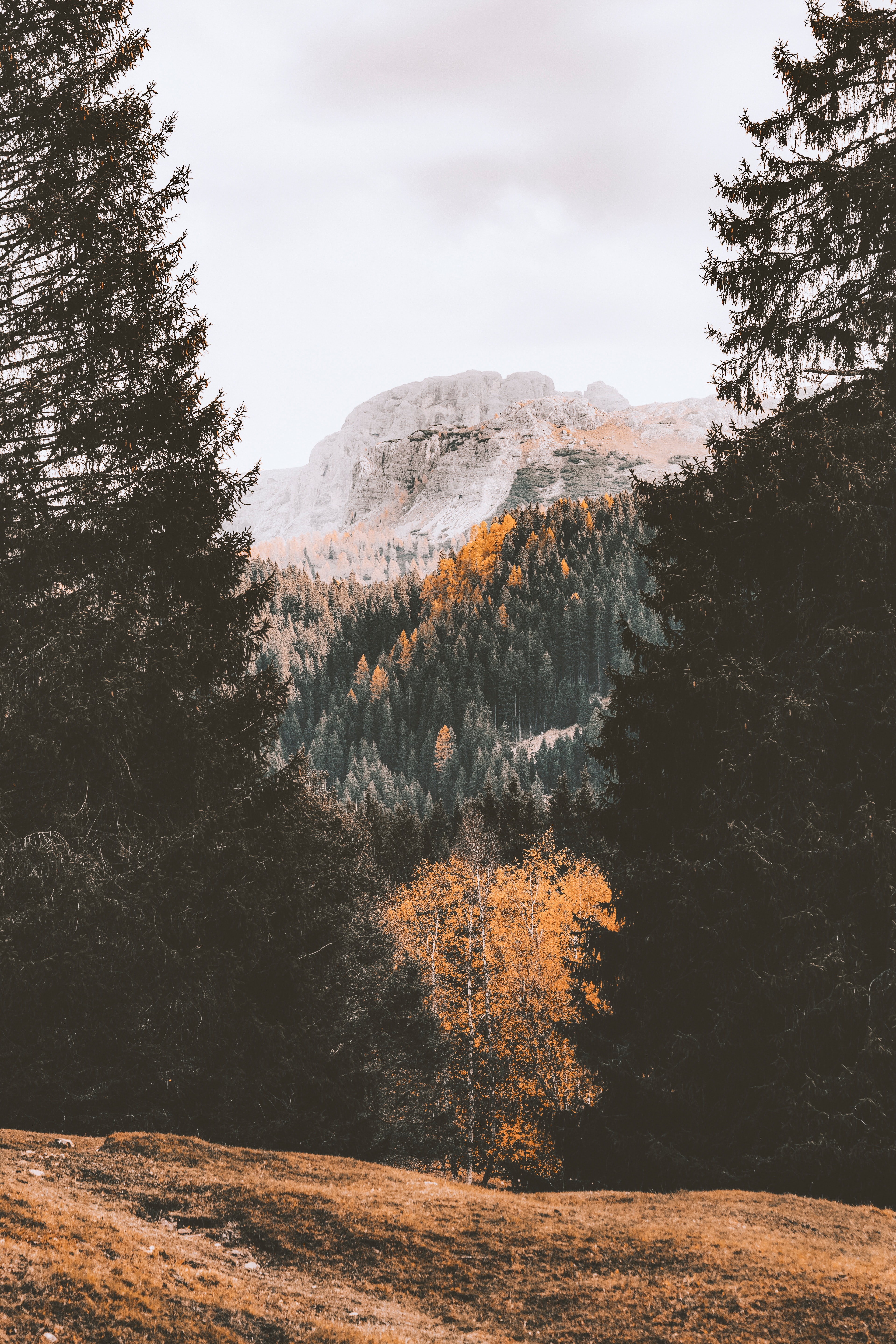 Download mobile wallpaper Forest, Trees, Mountain, Nature, Autumn for free.