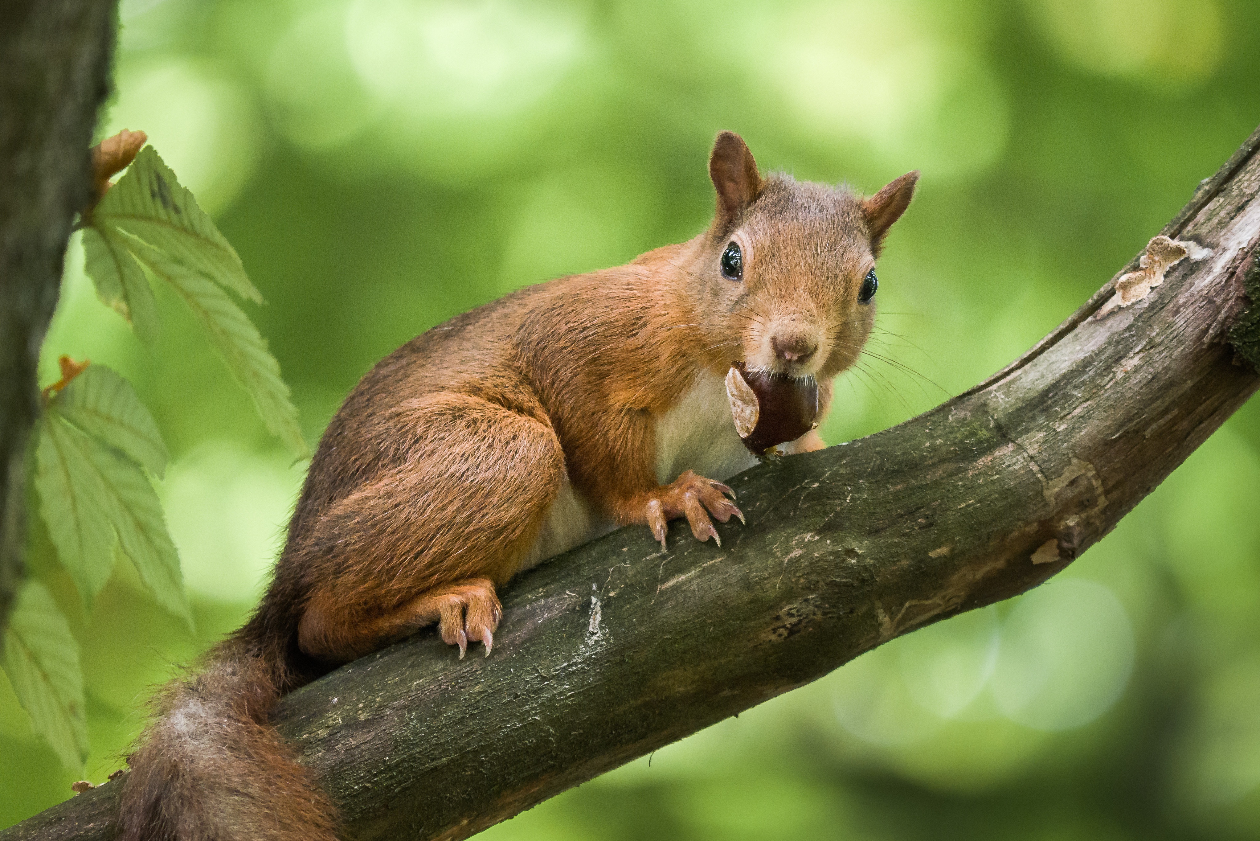 animal, squirrel, chestnut