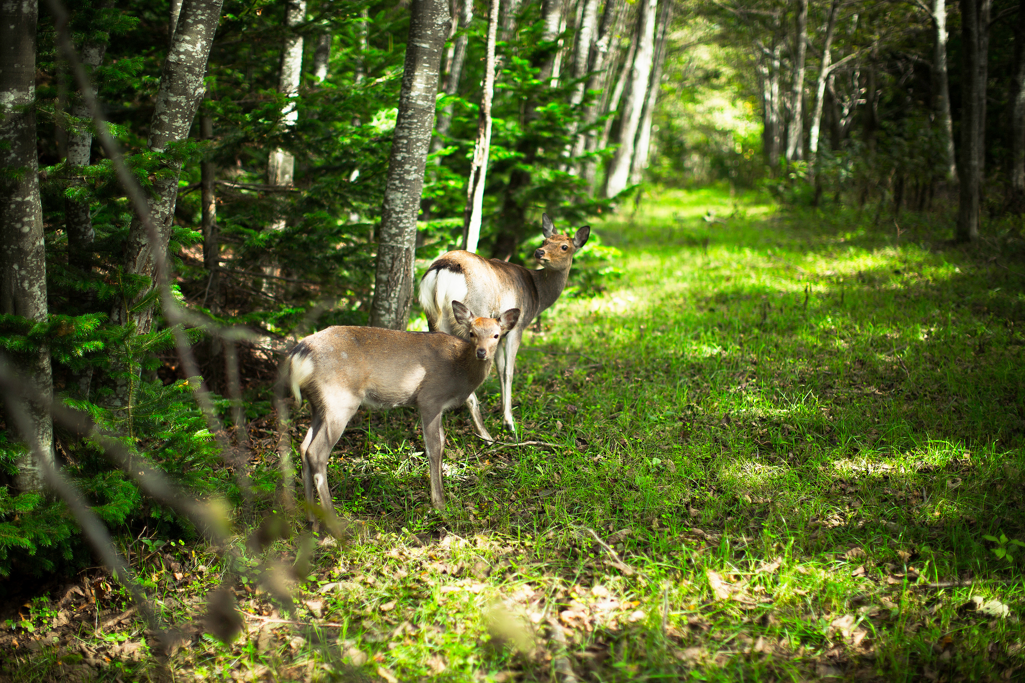 Handy-Wallpaper Tiere, Hirsch kostenlos herunterladen.