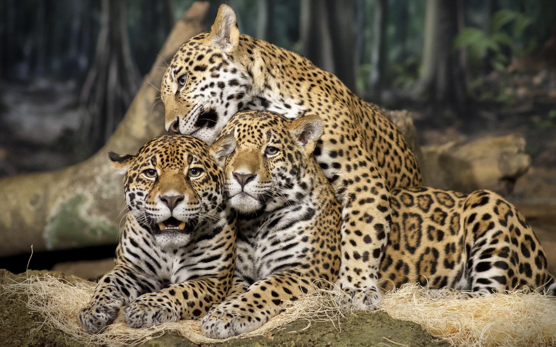 312363 descargar imagen animales, jaguar, gatos: fondos de pantalla y protectores de pantalla gratis
