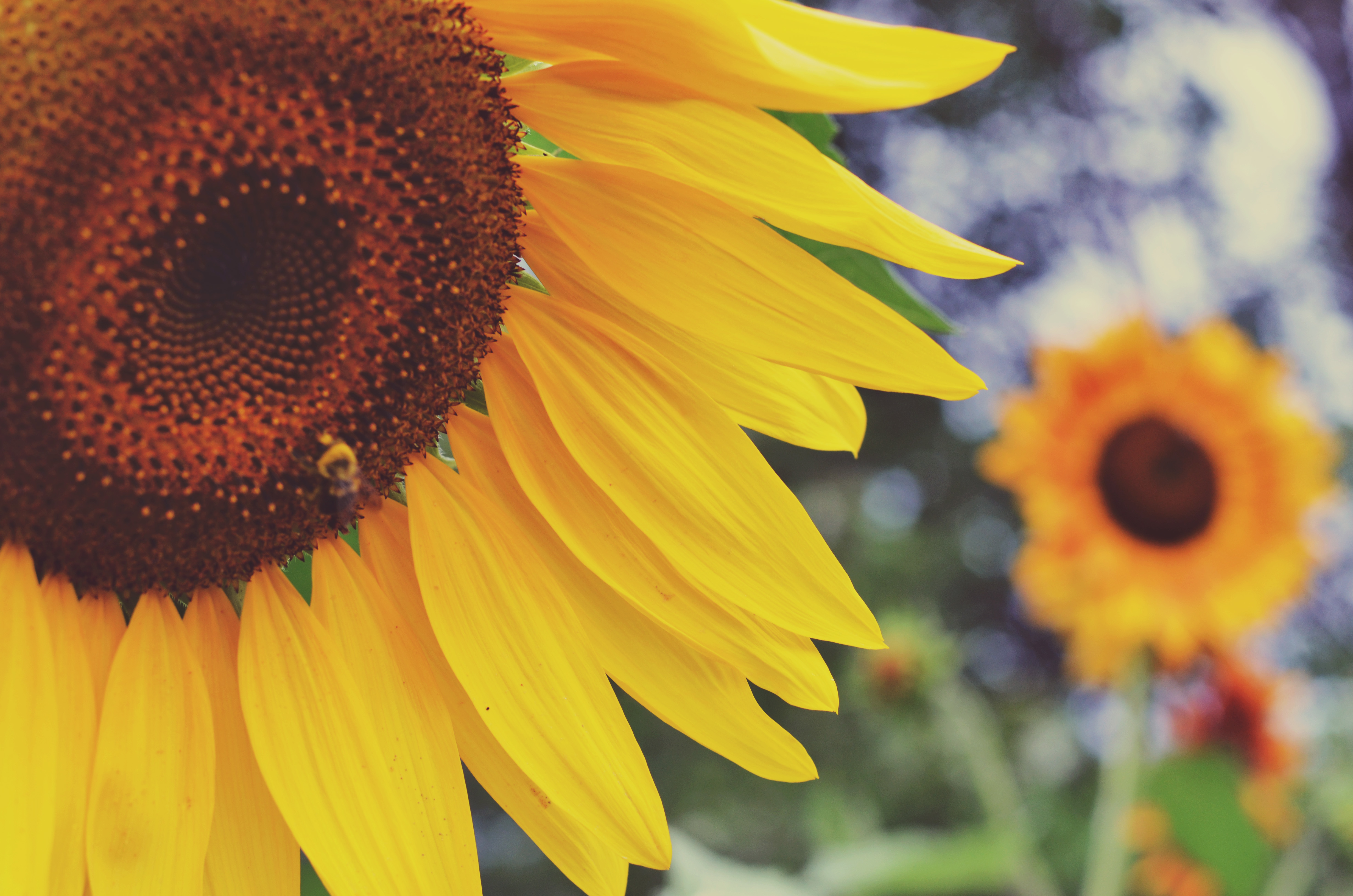 Free download wallpaper Flowers, Earth, Sunflower on your PC desktop