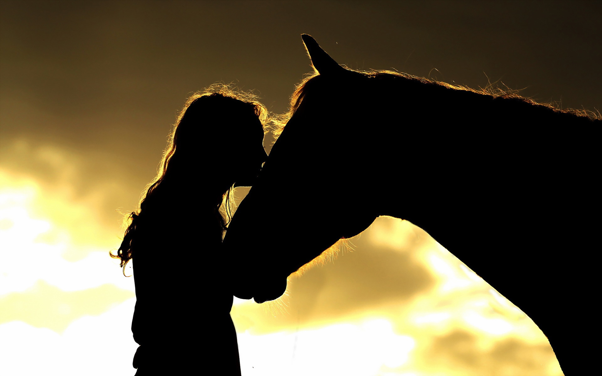 Baixar papel de parede para celular de Animais, Cavalo gratuito.