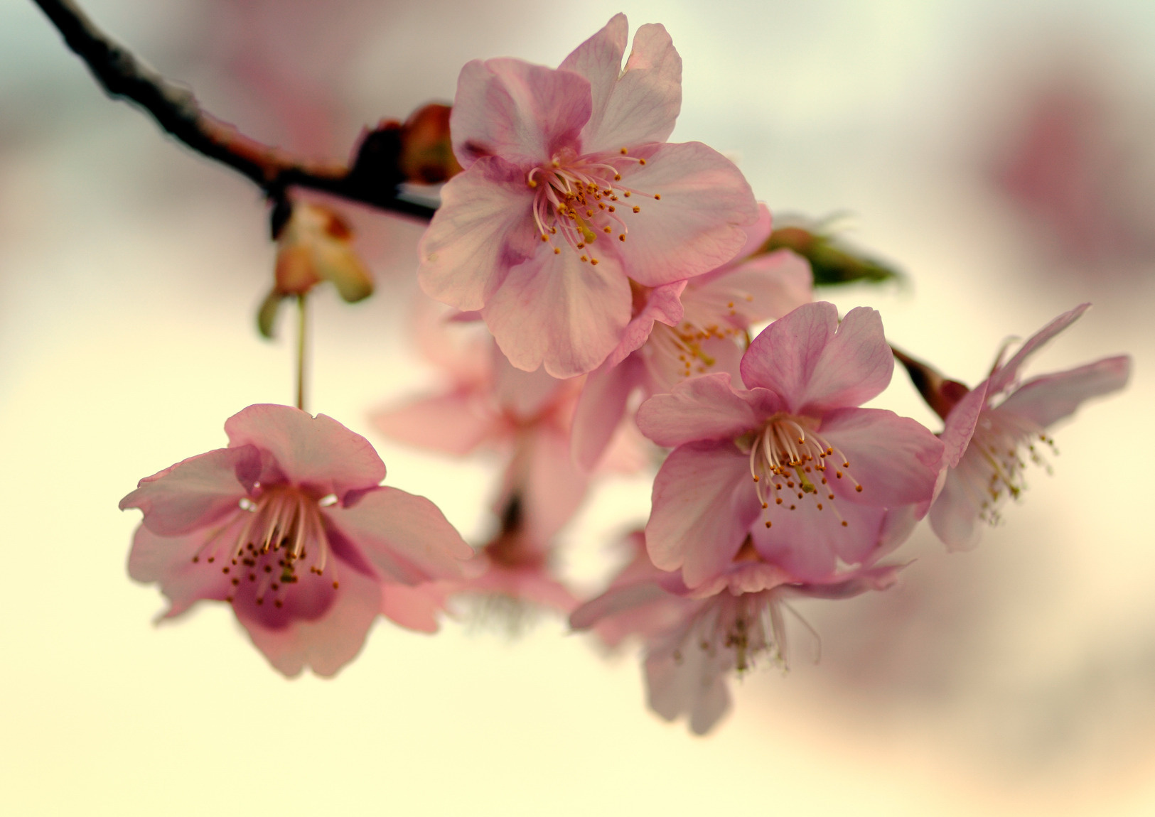 Download mobile wallpaper Blossom, Flowers, Flower, Earth for free.