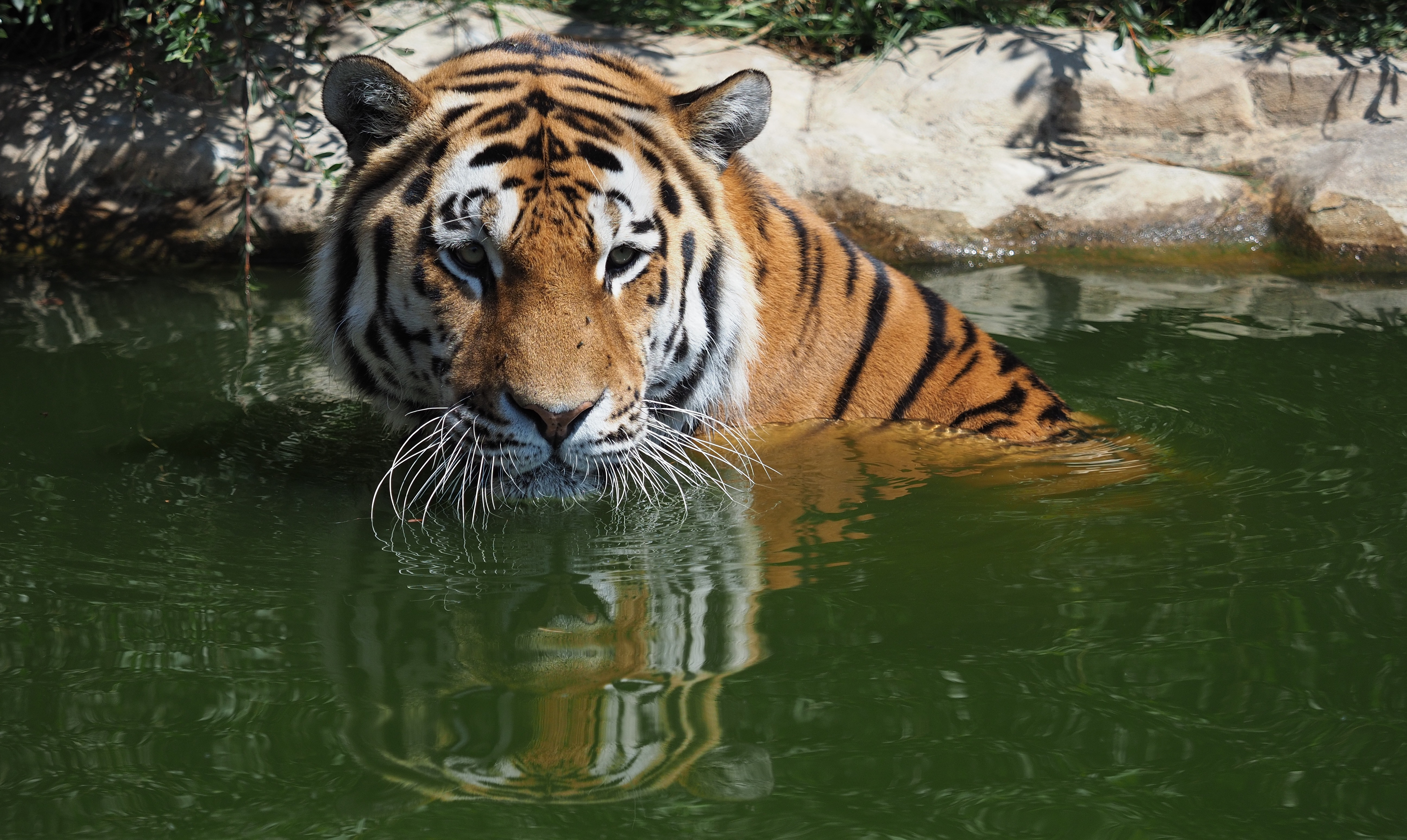 Handy-Wallpaper Tiere, Katzen, Tiger, Zoo kostenlos herunterladen.