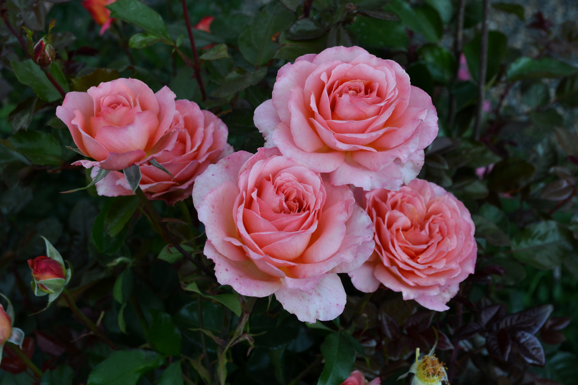 Descarga gratis la imagen Flores, Rosa, Flor, Hoja, Tierra/naturaleza, Rosa Rosada en el escritorio de tu PC