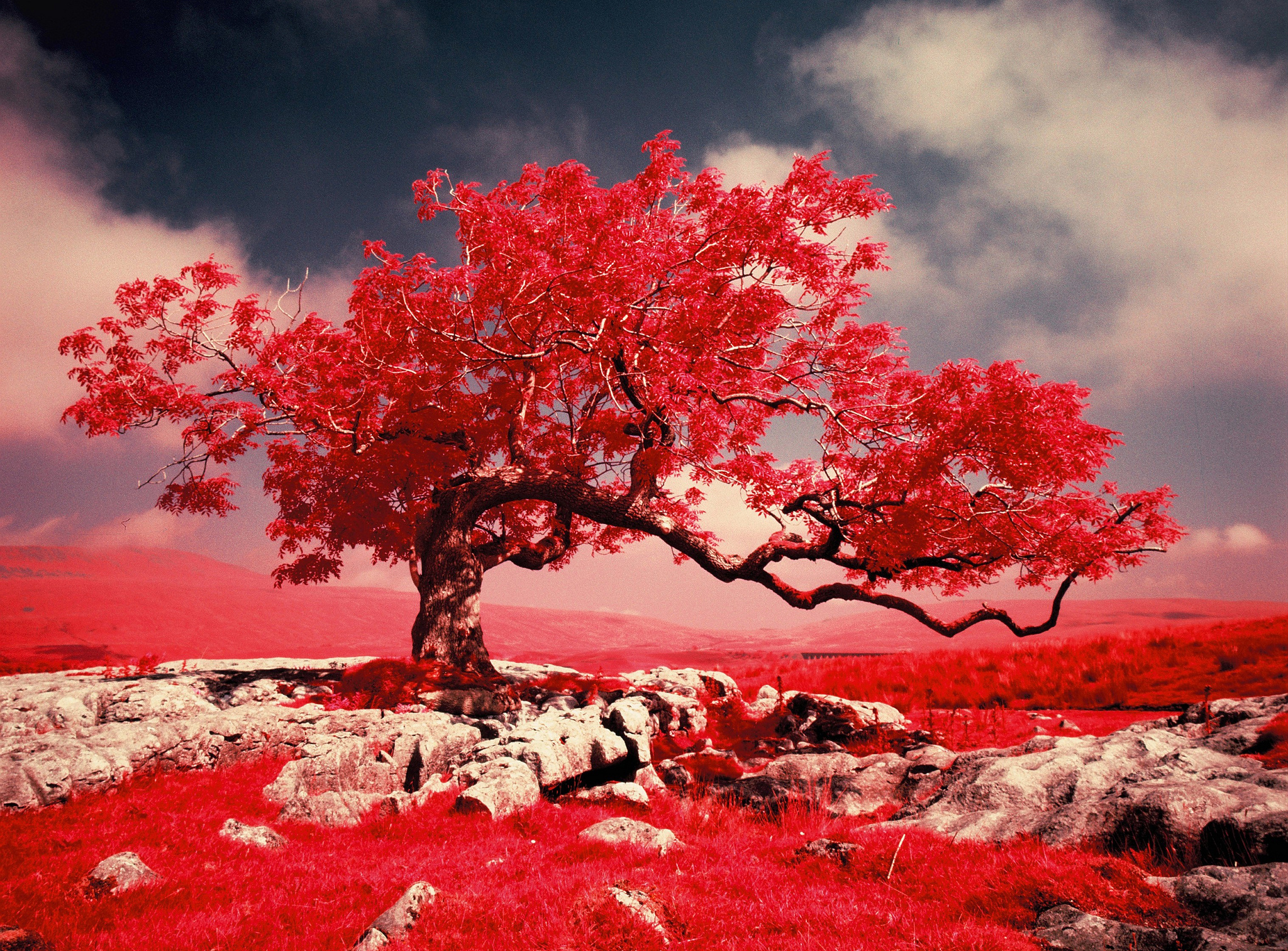 Скачать обои бесплатно Природа, Деревья, Красный, Дерево, Ландшафт, Земля/природа, Одинокое Дерево картинка на рабочий стол ПК